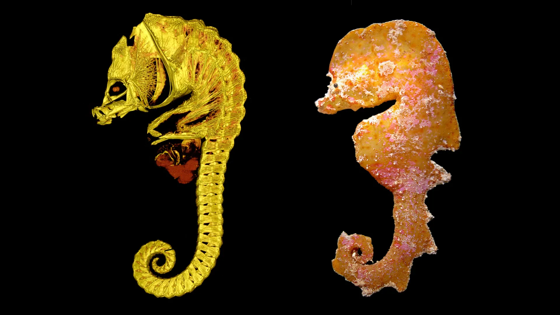Evolution Created Seahorse Lookalikes