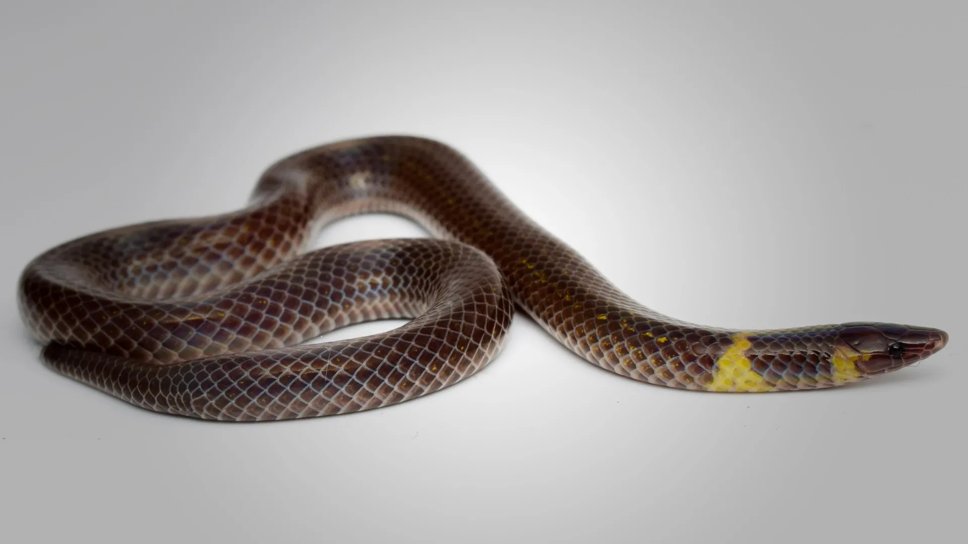 These Tiny Snakes Roll Like Wheels