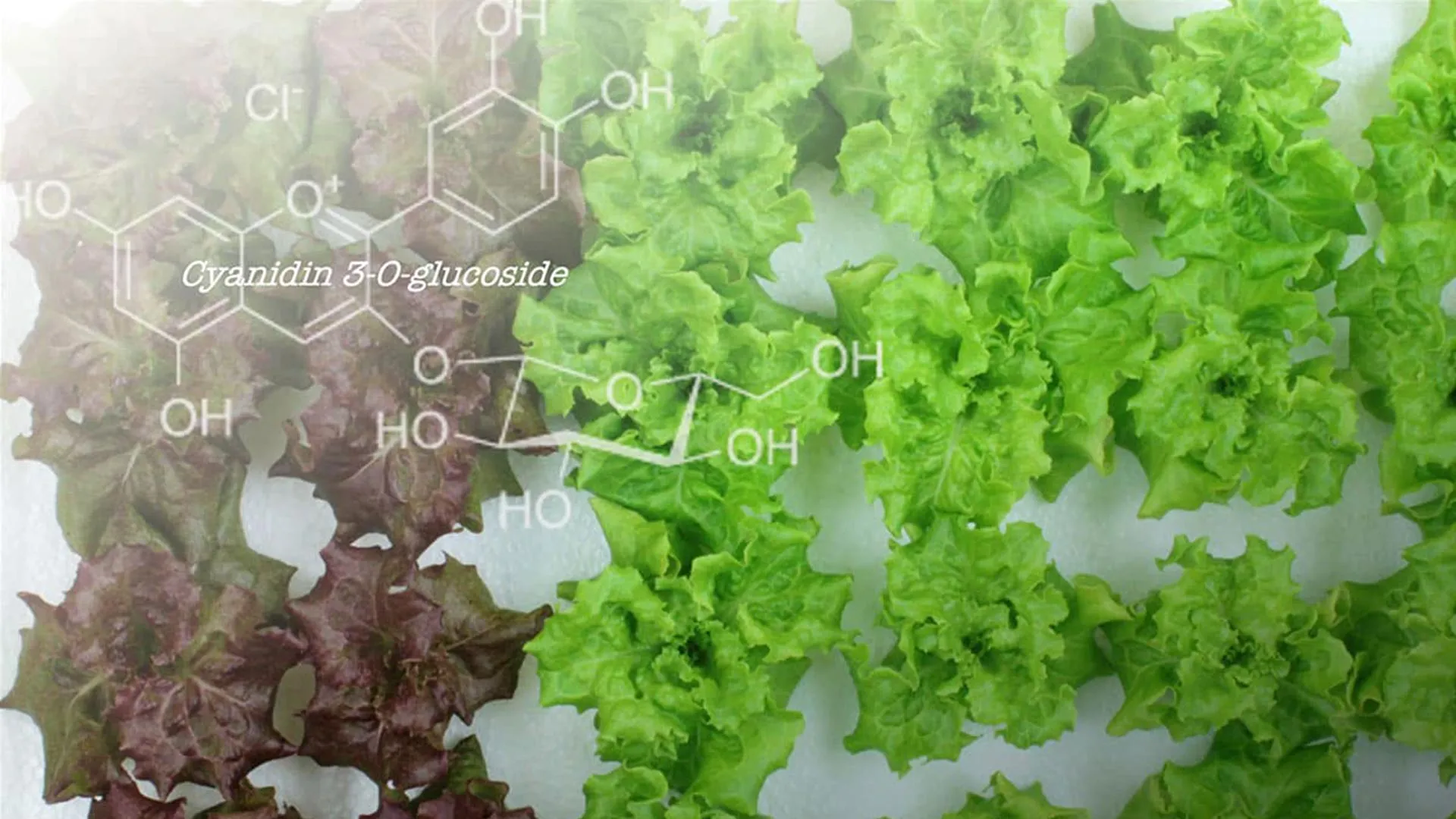 One Gene Edit Changed Red Lettuce