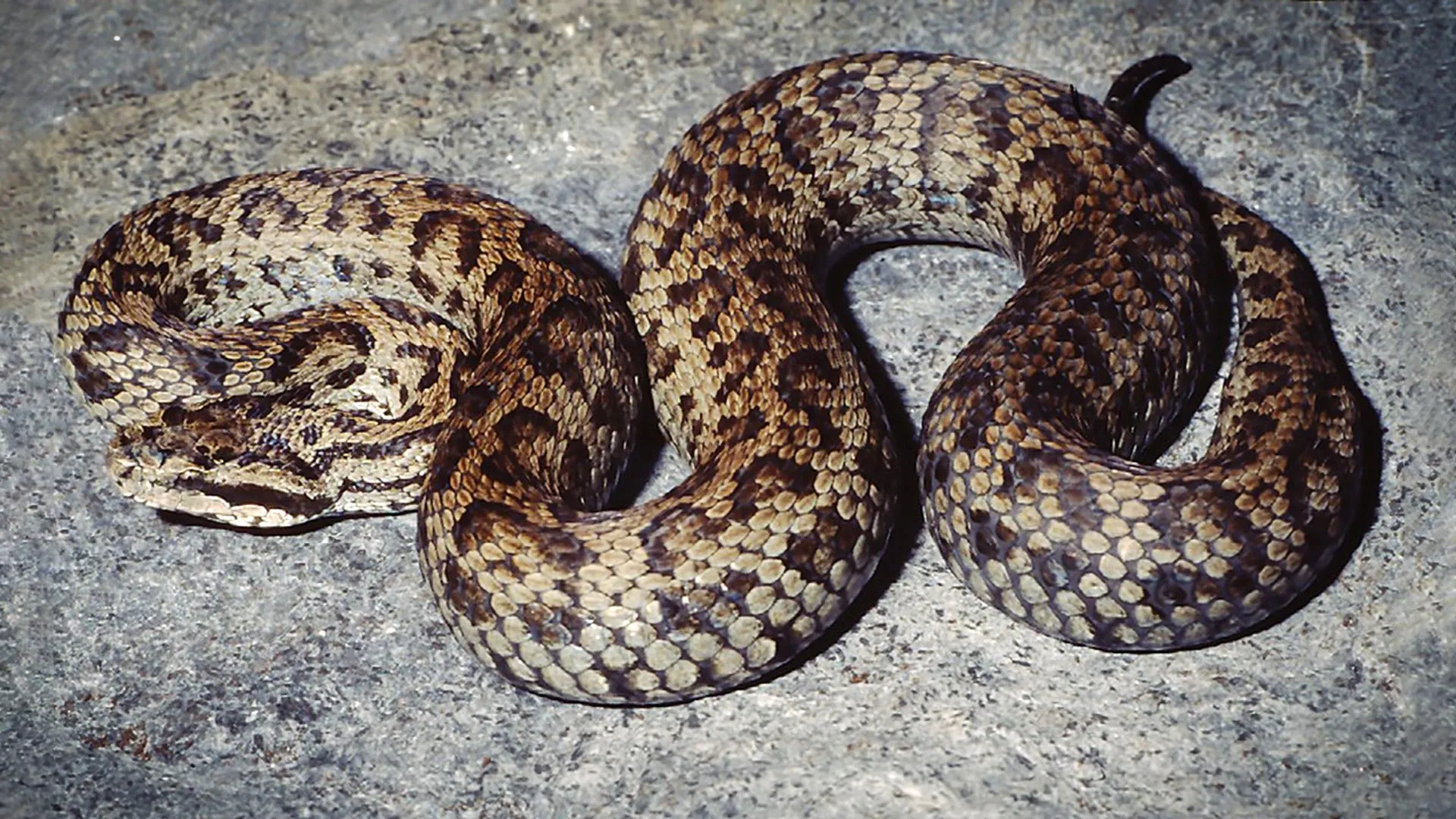 Venomous Himalayan Snake Mystery Cracked