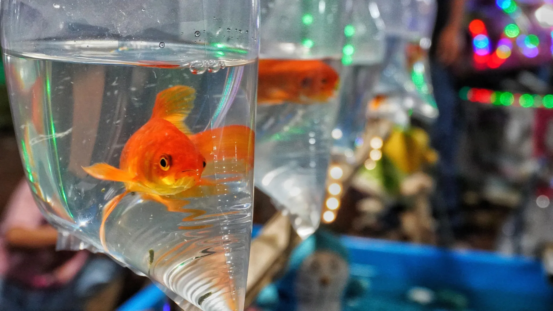 Goldfish Can Wreck Entire Ecosystems