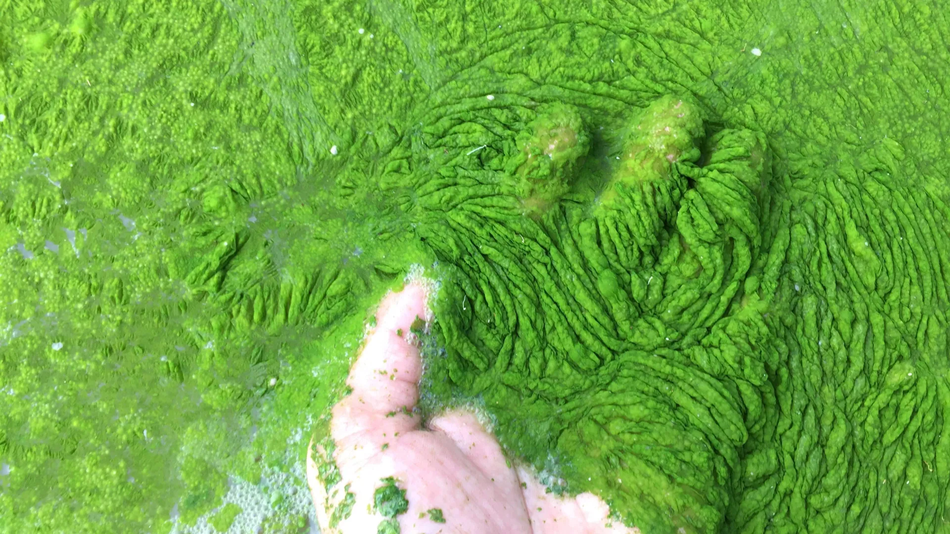 Ocean Fungus Discovered Killing Toxic Algae