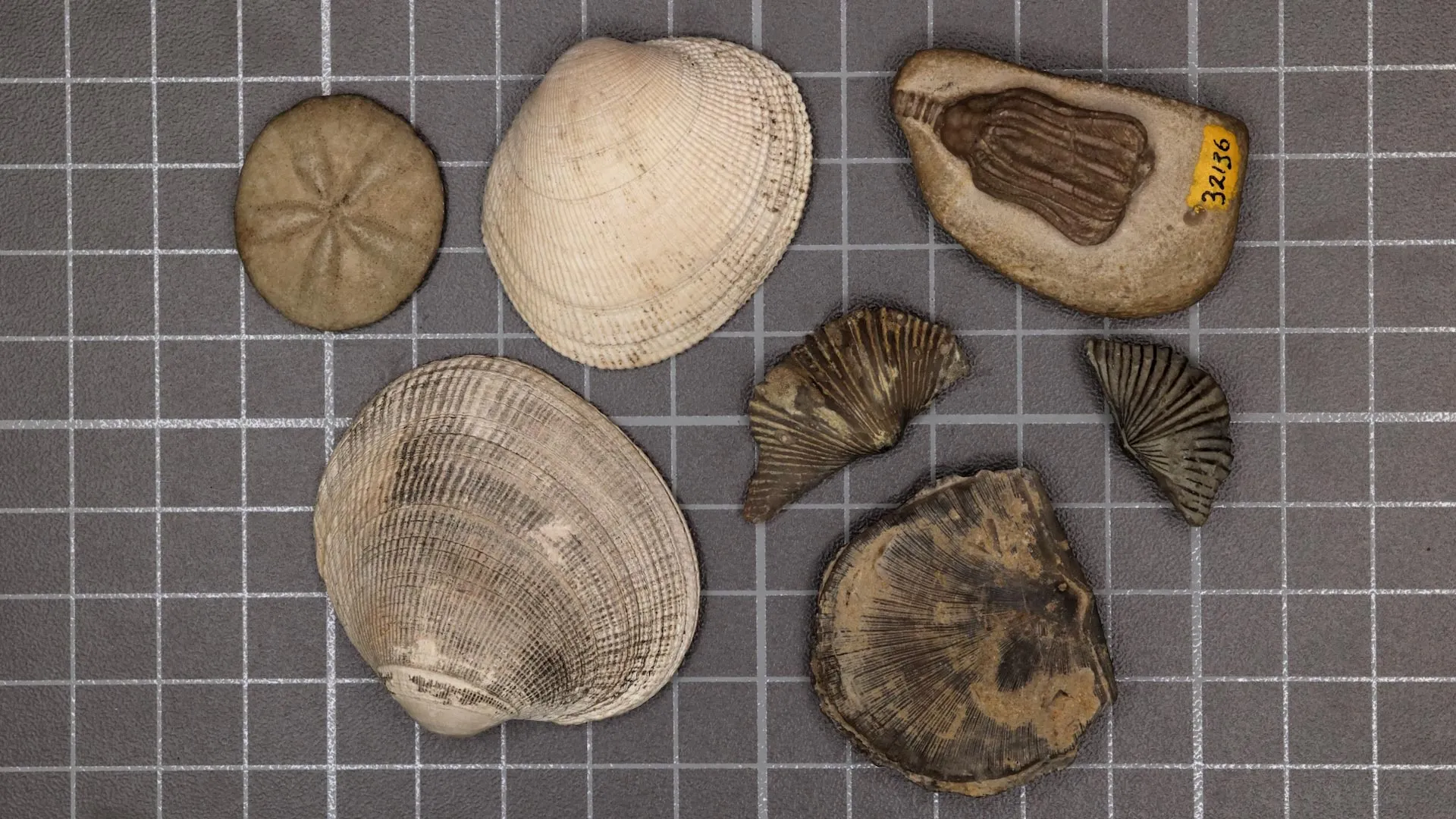 Scientists Solve Great Dying Mystery