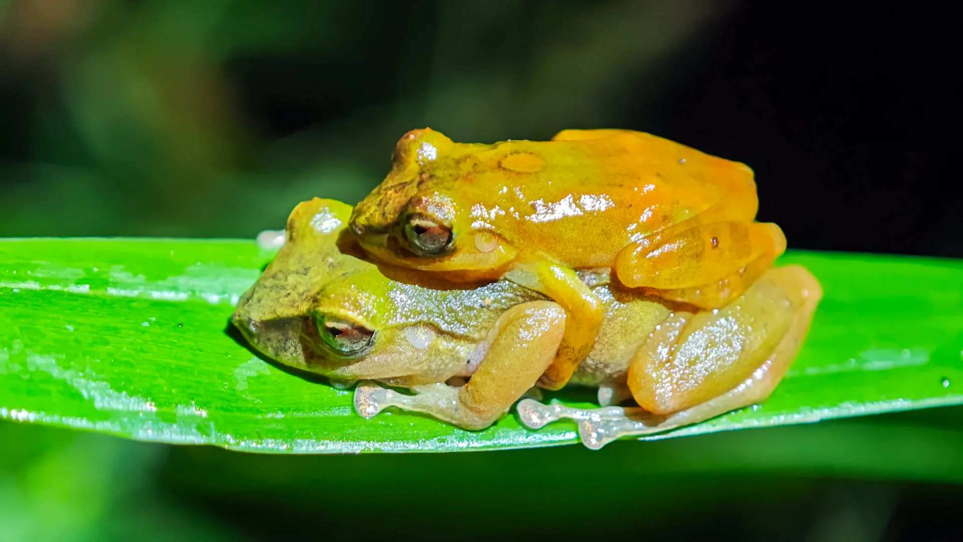 A Frog Hidden in Plain Sight for 100 Years