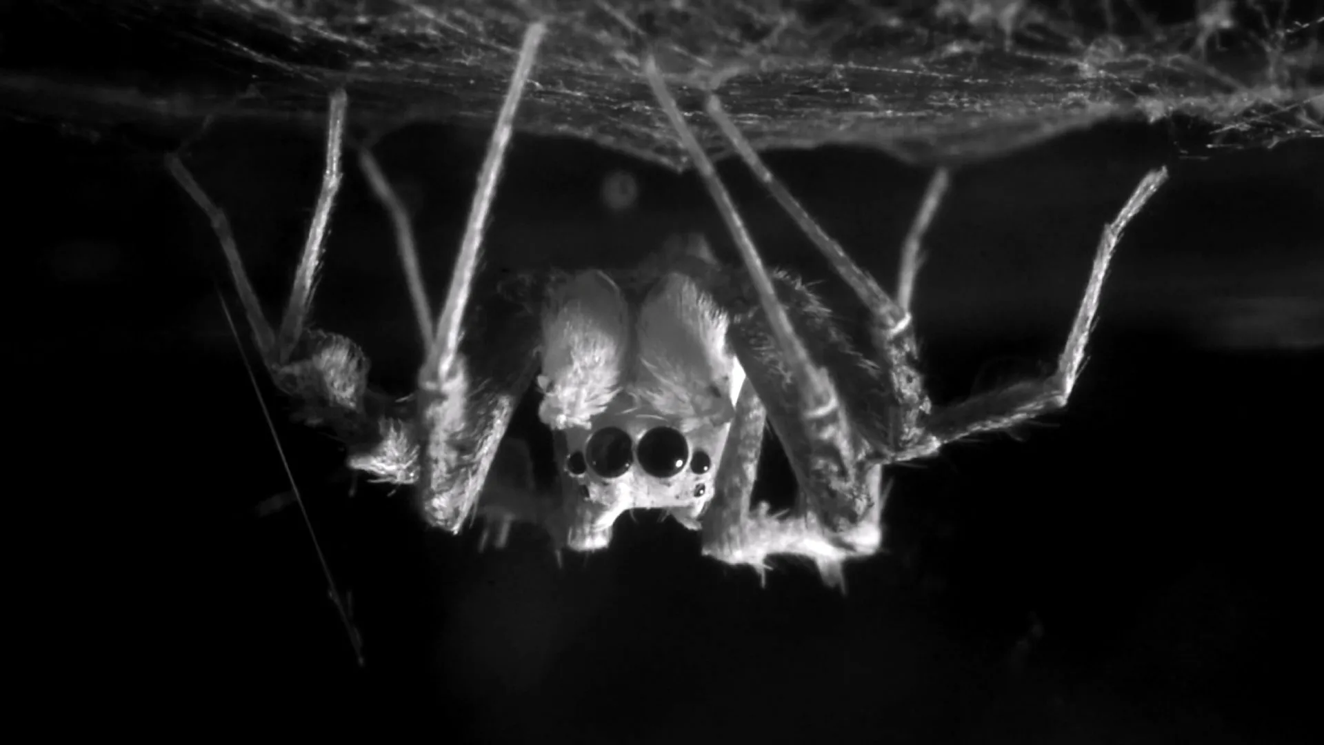 Do Spiders Dream? Scientists Find New Clues