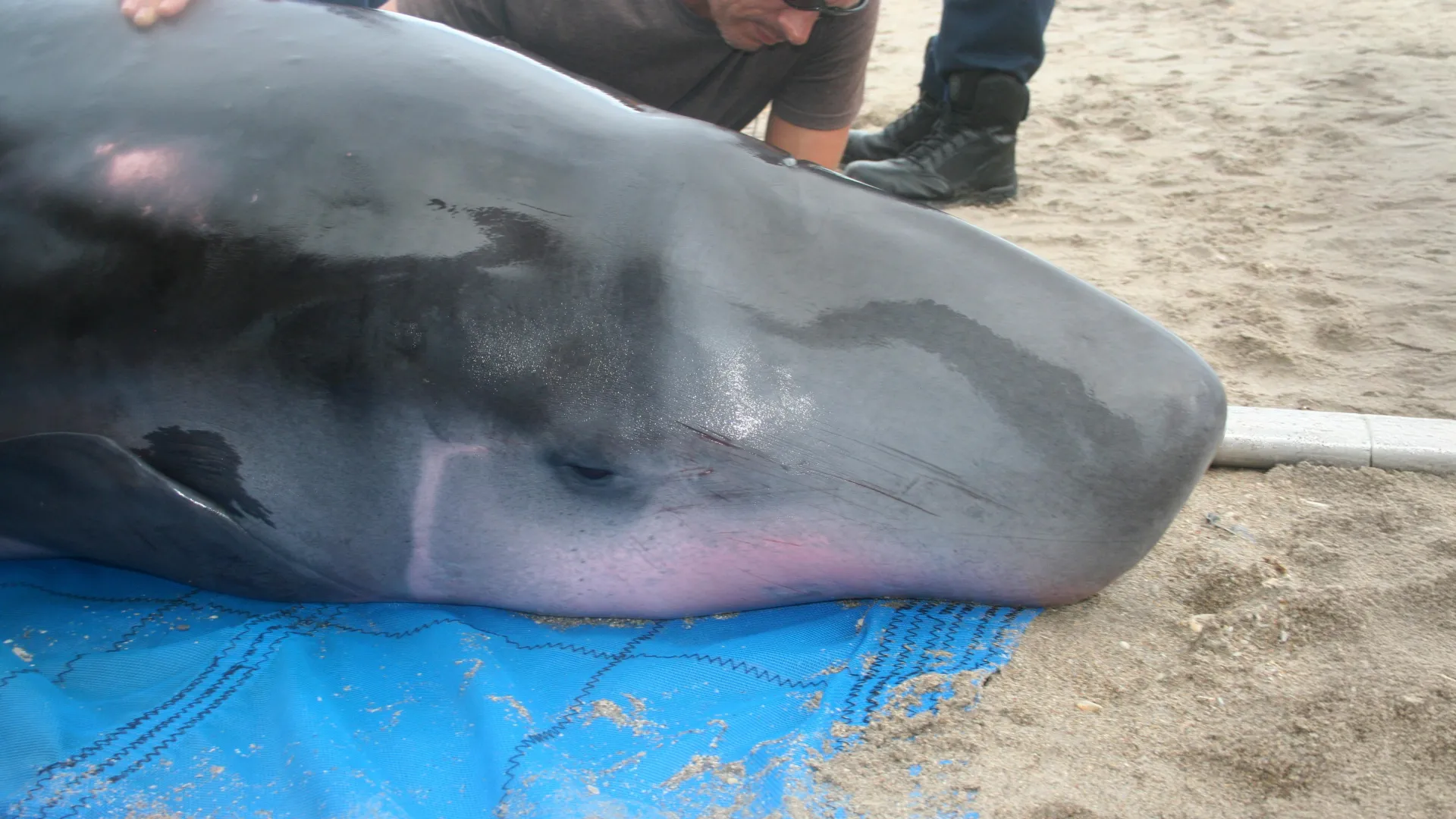 Mystery Bacteria Found in Elusive Whales