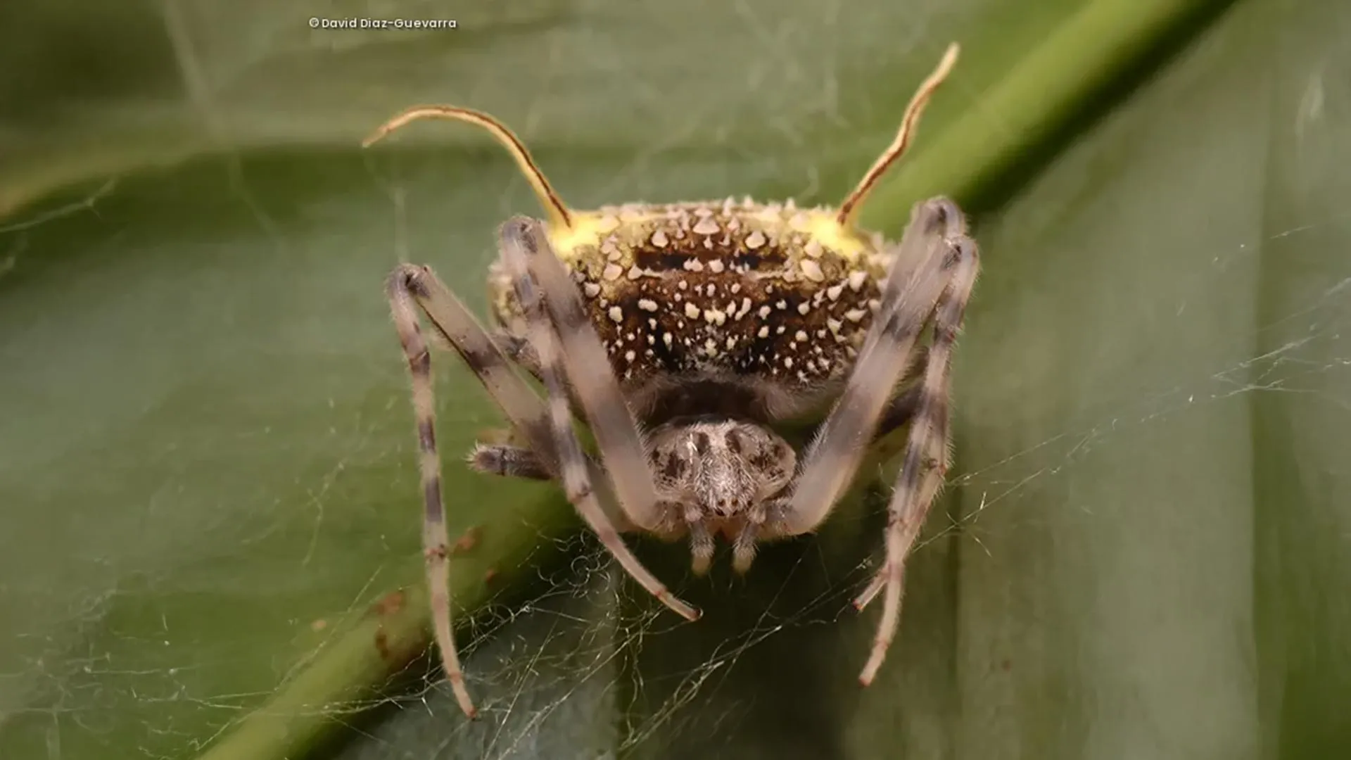 New Spider Mimics a Parasitic Fungus