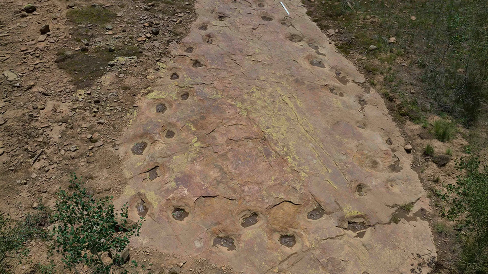 A Jurassic Giant’s Strange Walk