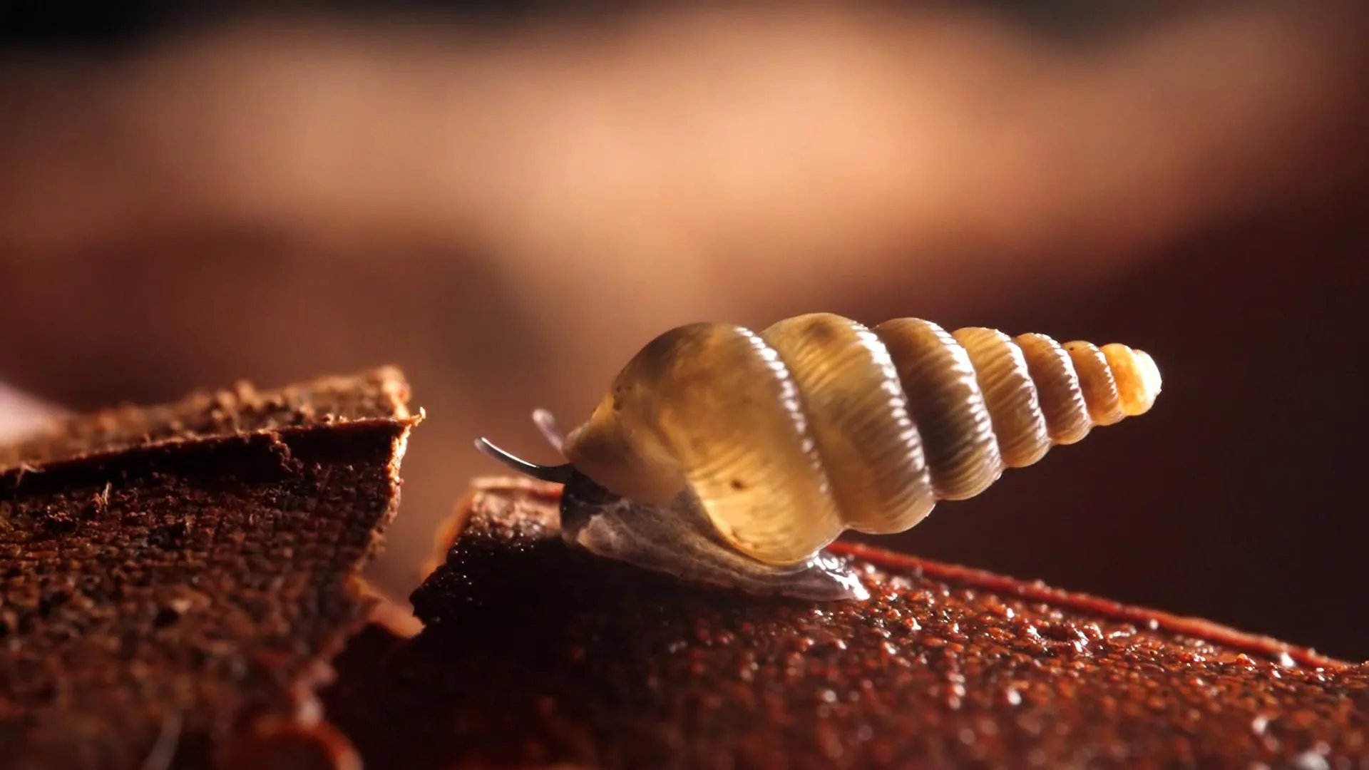 Scientists find two tiny new snails with shells that close like doors