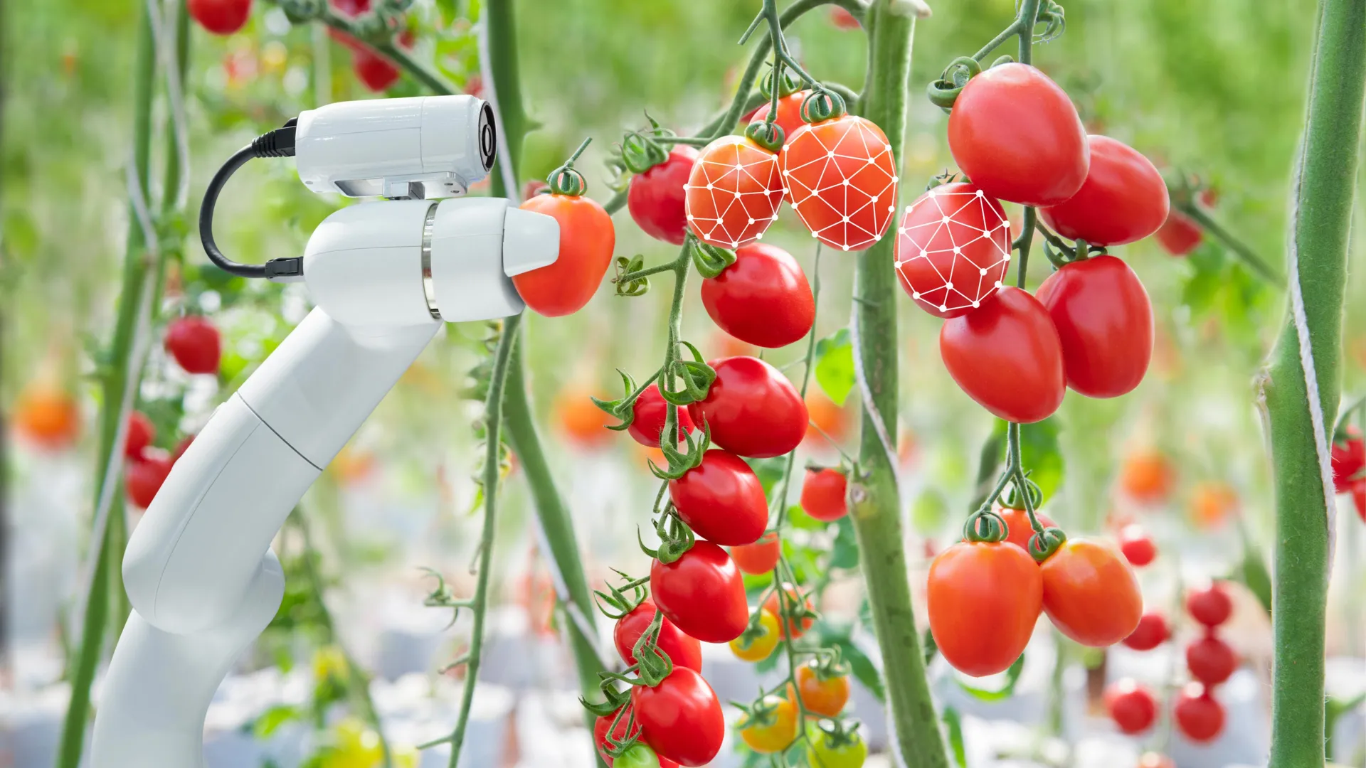 AI Robot Harvests Tomatoes Efficiently