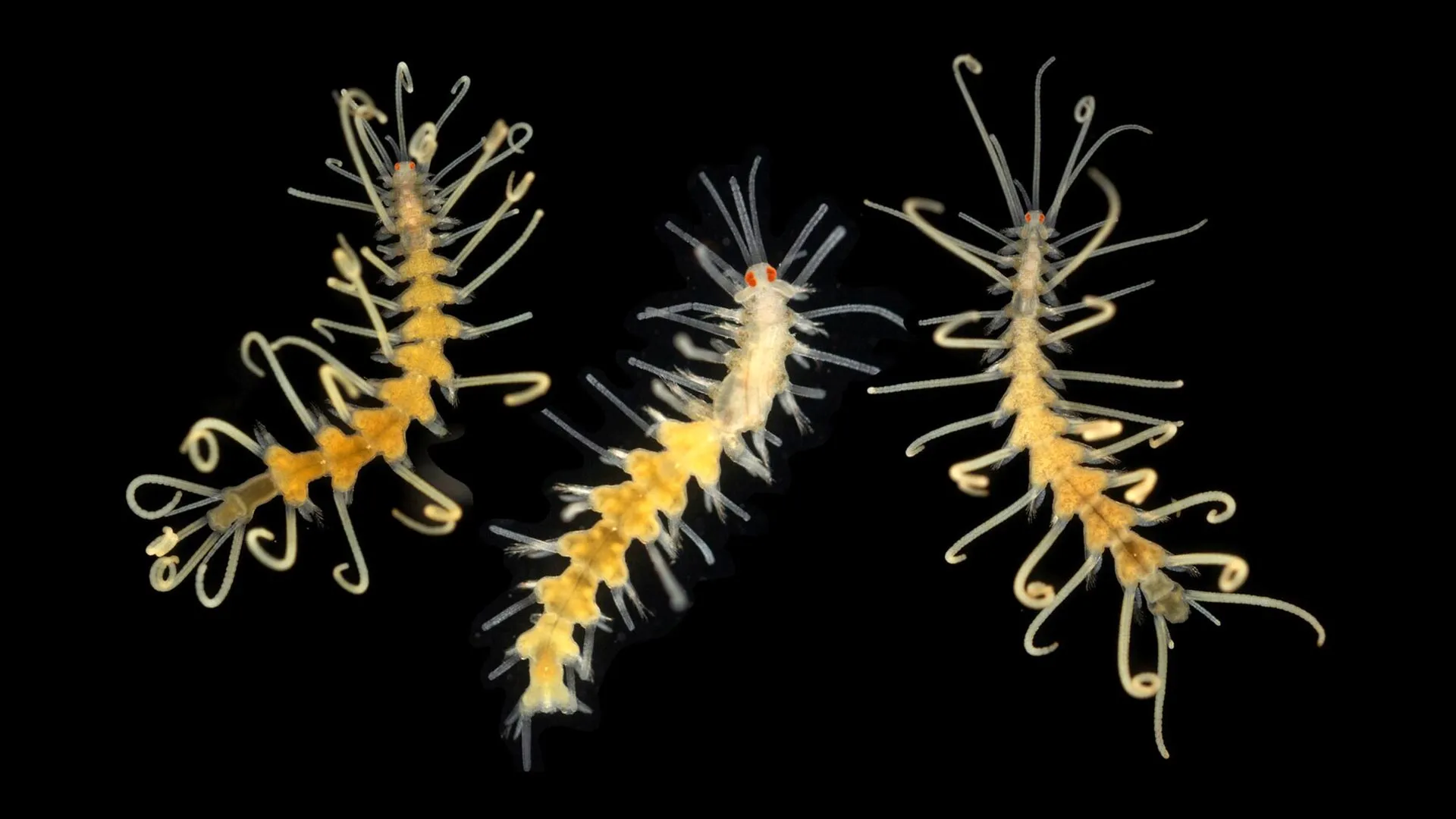 Ocean species are disappearing before scientists can even find them