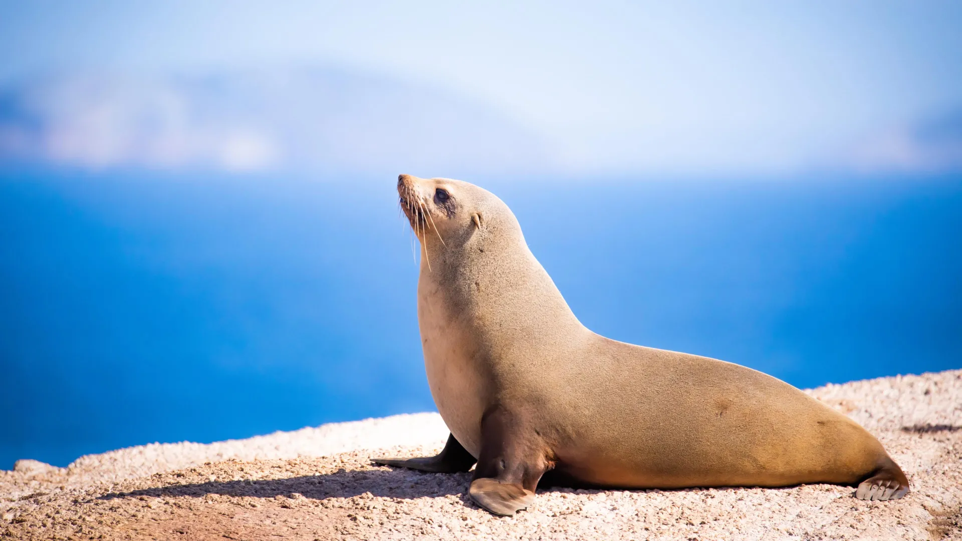 Fur Seals Experience Delayed Heart Surges