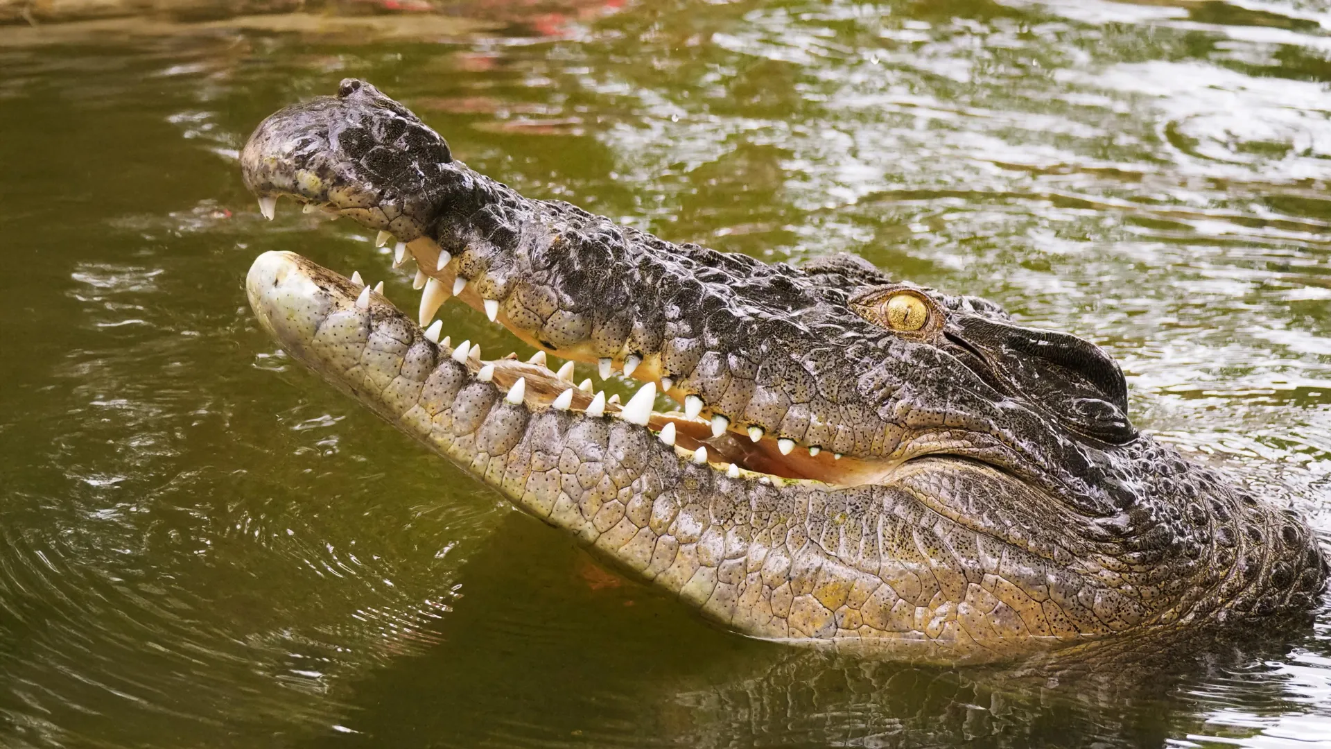 Seychelles Crocodiles Crossed Indian Ocean
