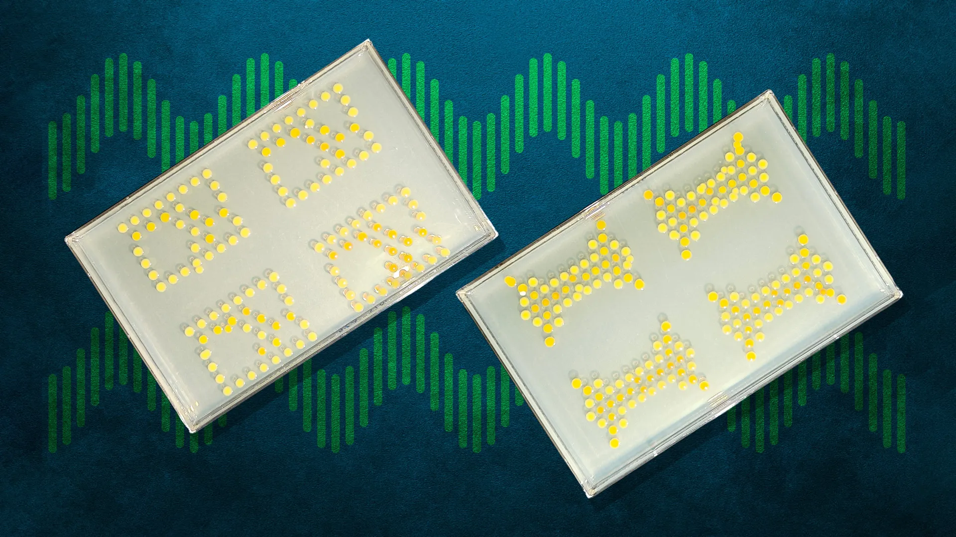 MIT creates living bacterial transistors that could protect crops