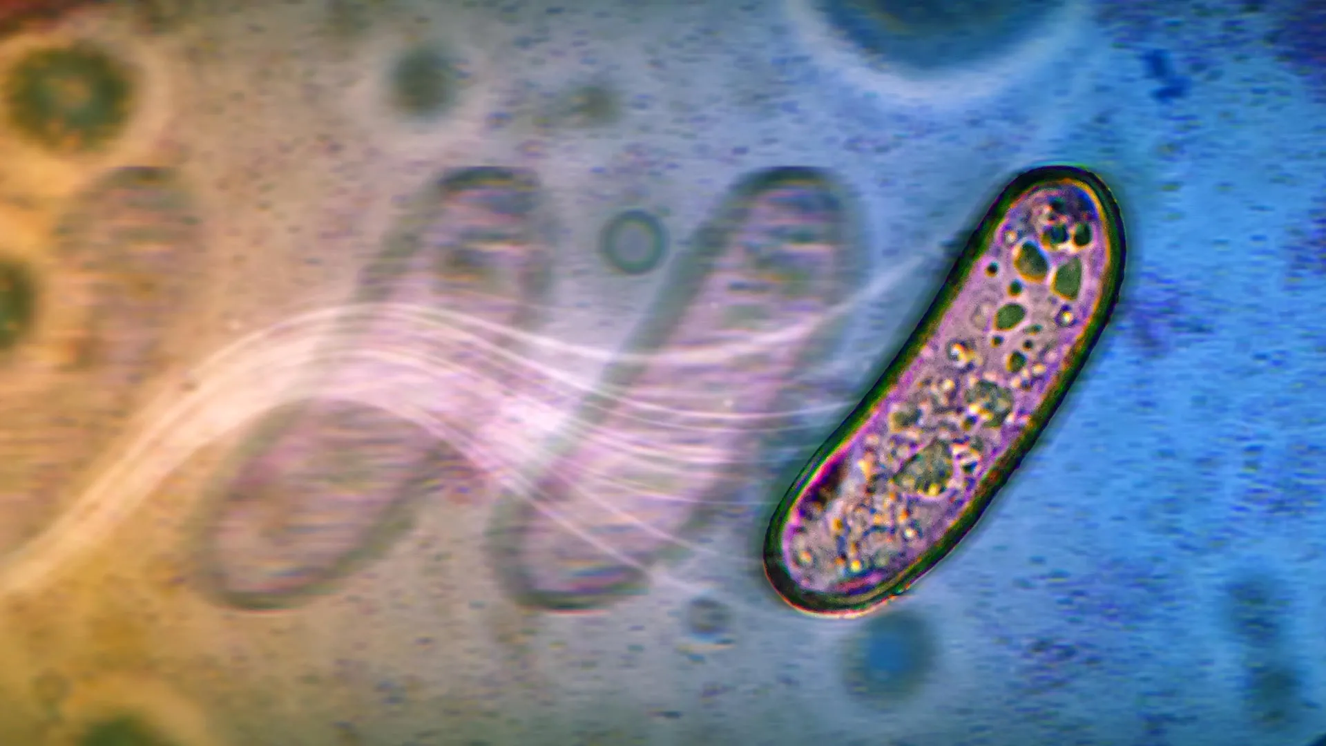Bacteria Can Move Without Their Propellers