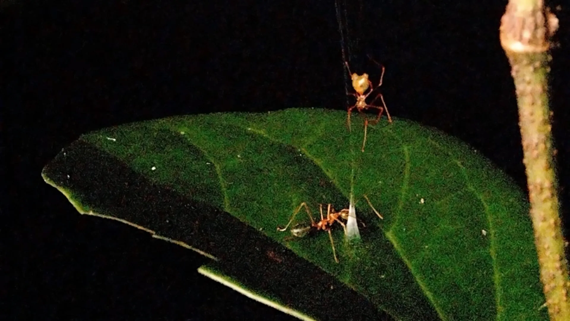 Spider Catapults Ants Into Its Web