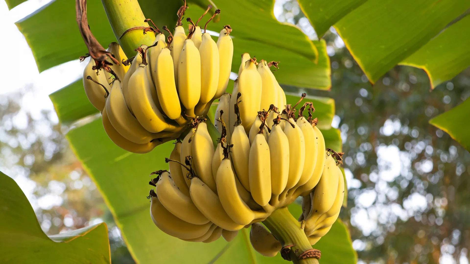Scientists discover gene that could save bananas from deadly Panama disease