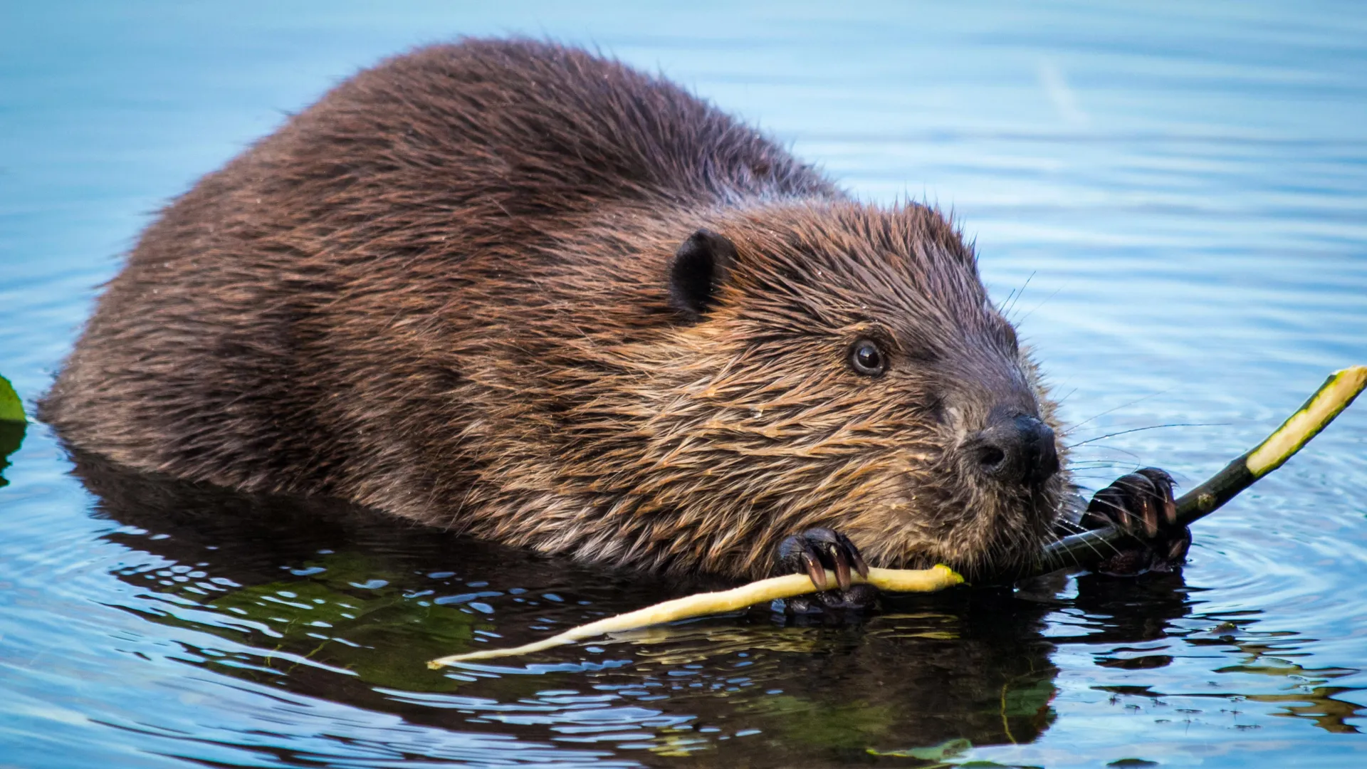 Beavers are turning rivers into powerful carbon sinks