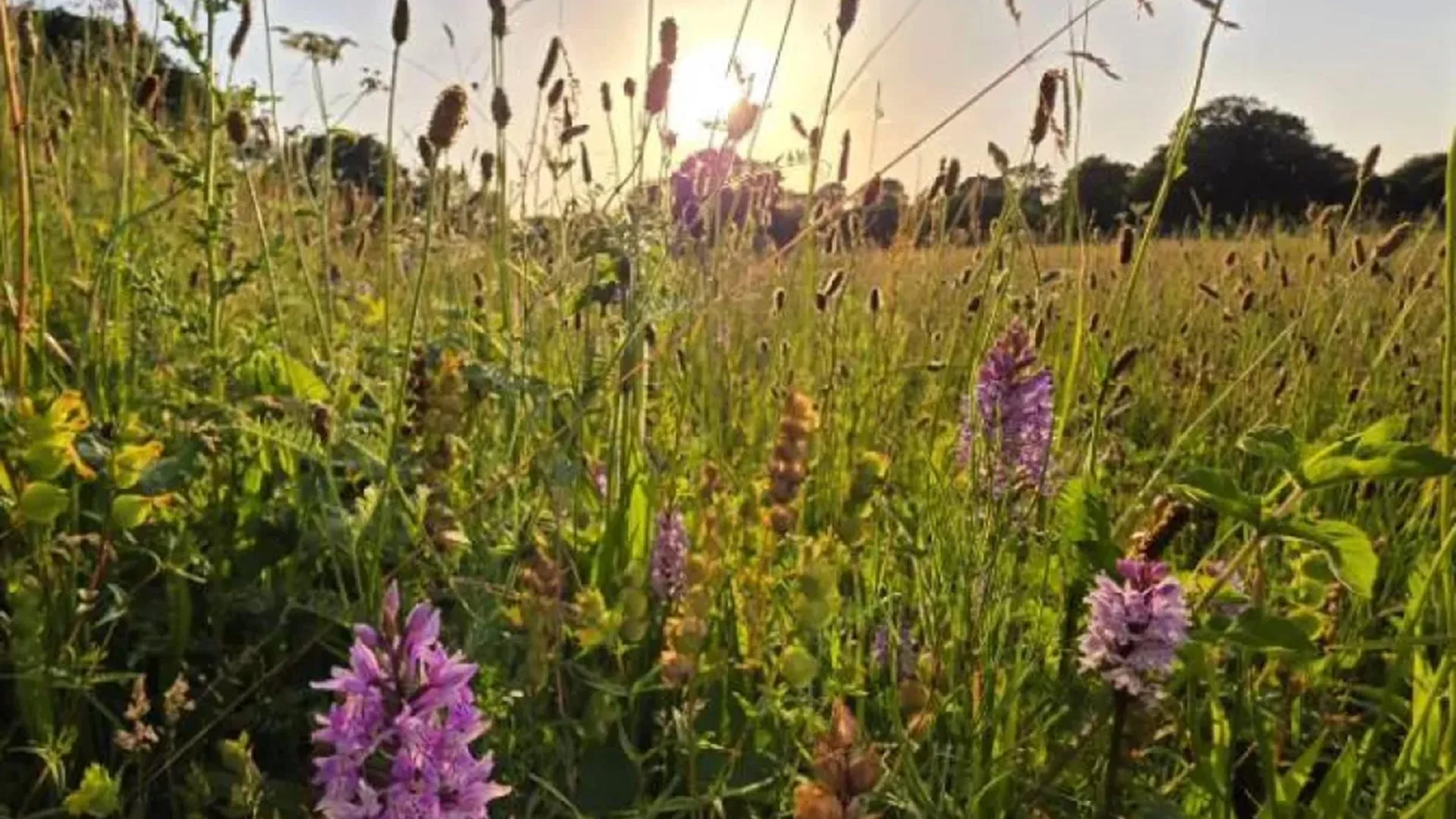 Wildflowers Reclaim Abandoned Farmland