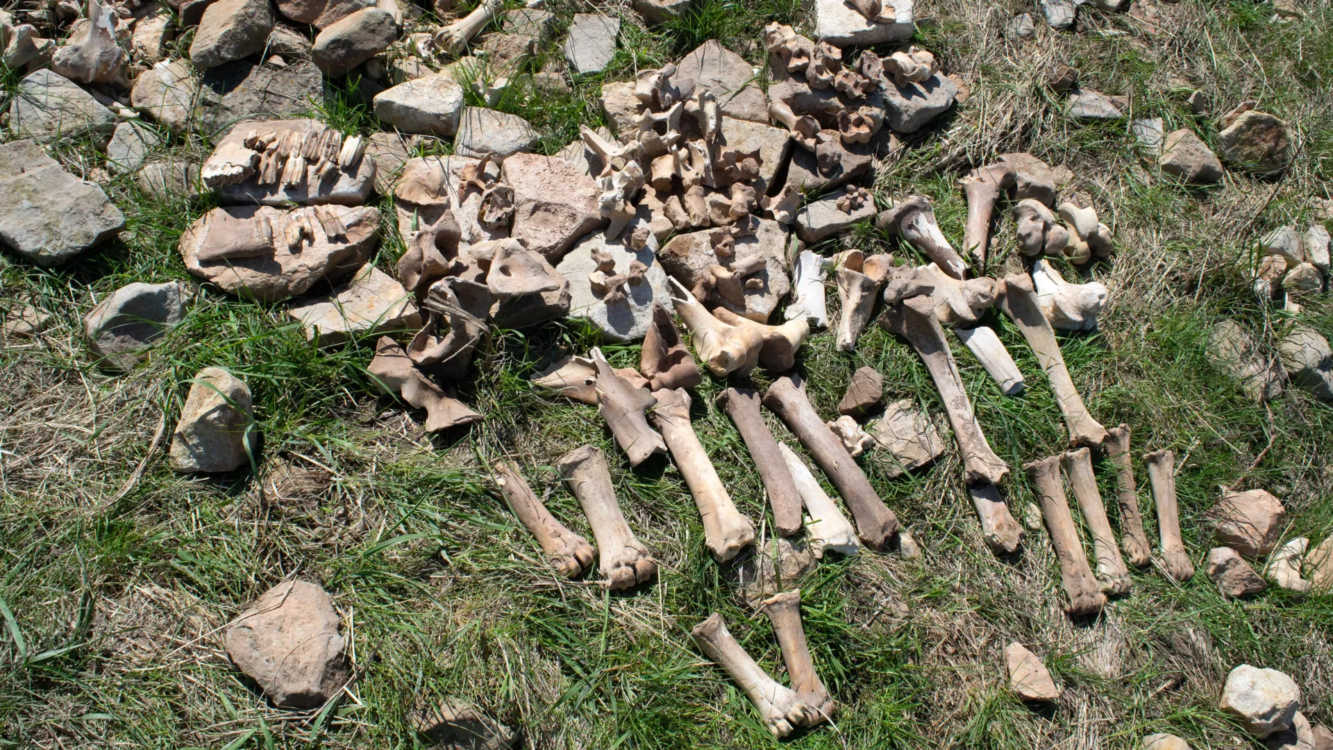 The 1,100-year-old mystery of Montana’s lost bison hunting site finally solved