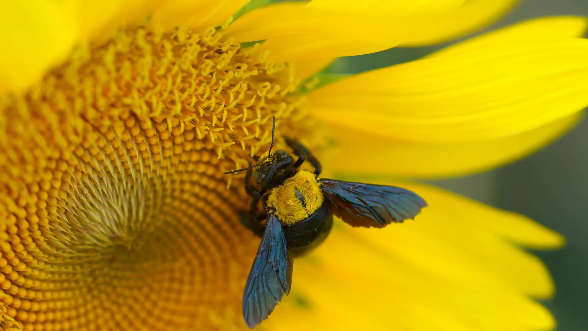 The Bees Most at Risk From Climate Change