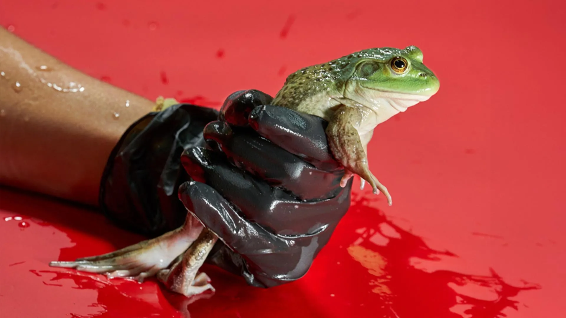 Frog Meat Trade Spread a Deadly Fungus