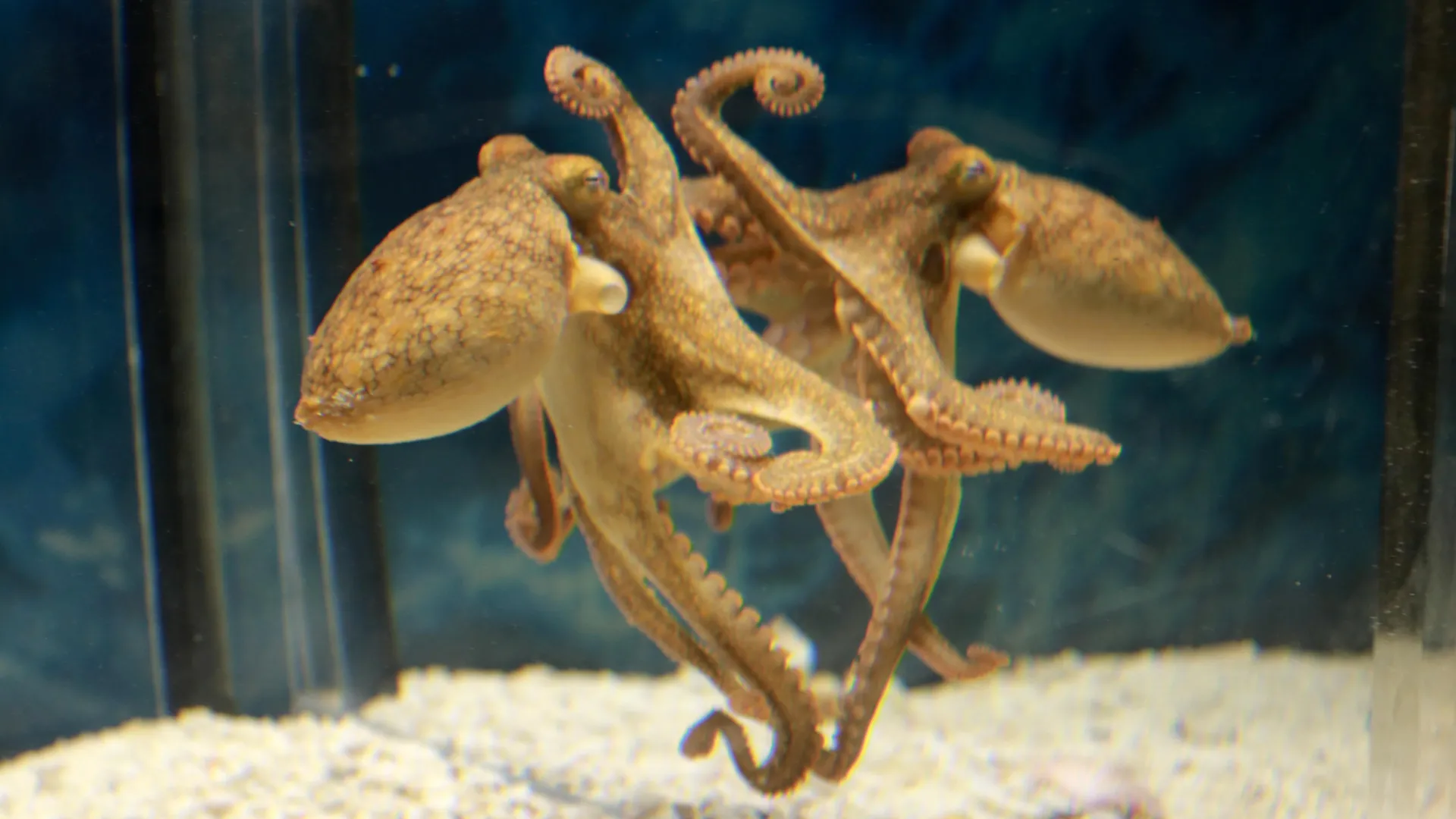 Octopuses Learn To Use Mirrors