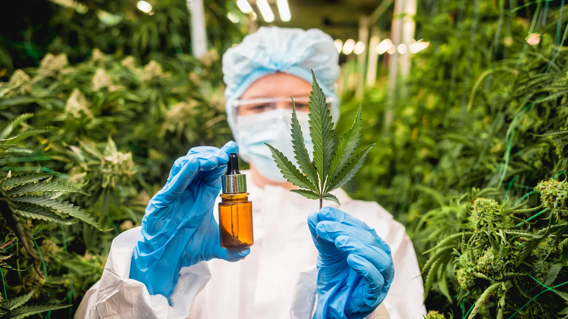 Scientists Resurrect Ancient Cannabis Enzymes