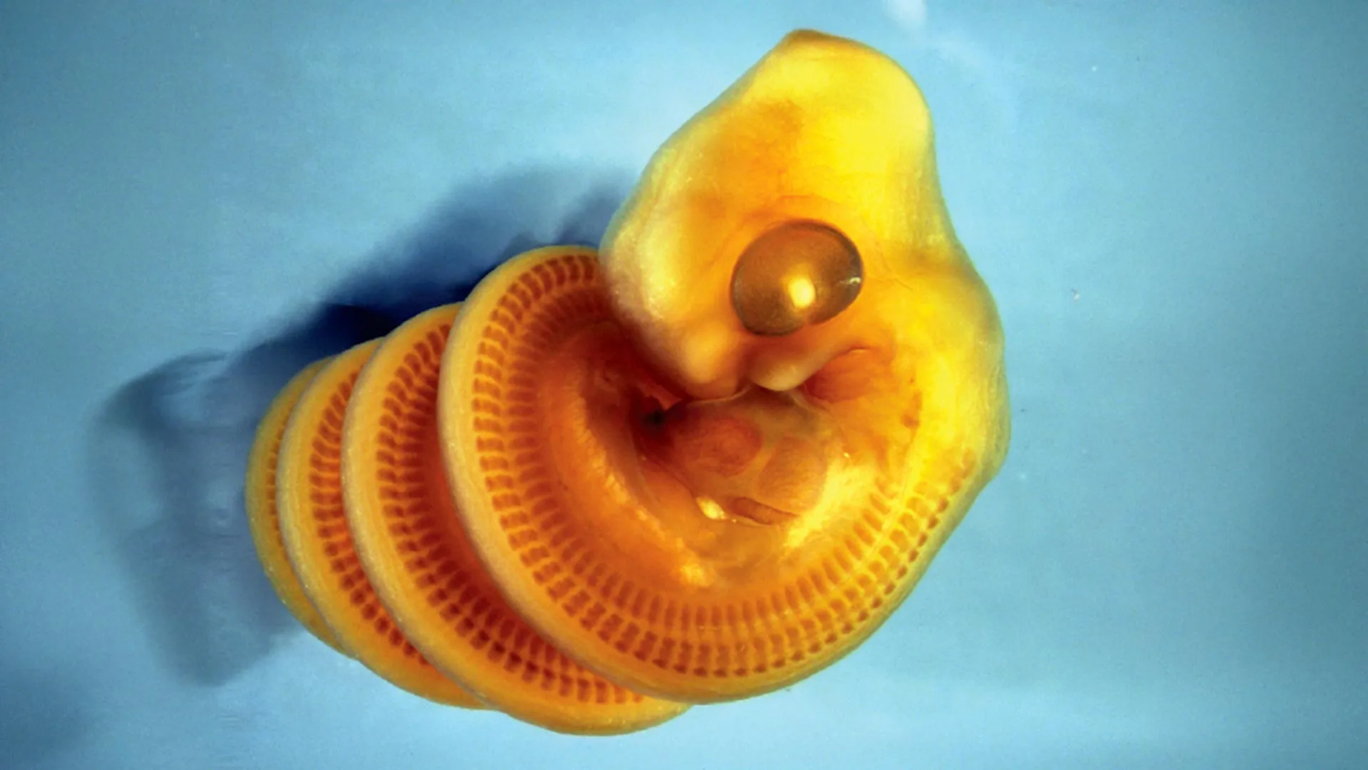 Why Snake Embryos Twist Into Spirals