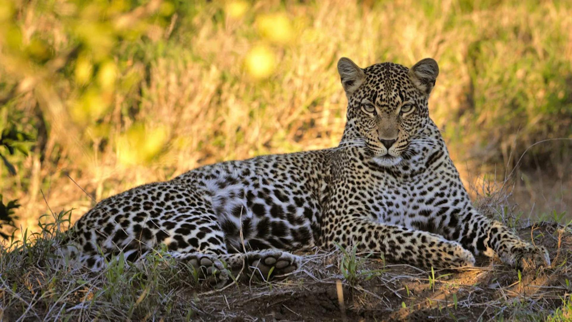 The Secret of South Africa’s Tiny Leopards
