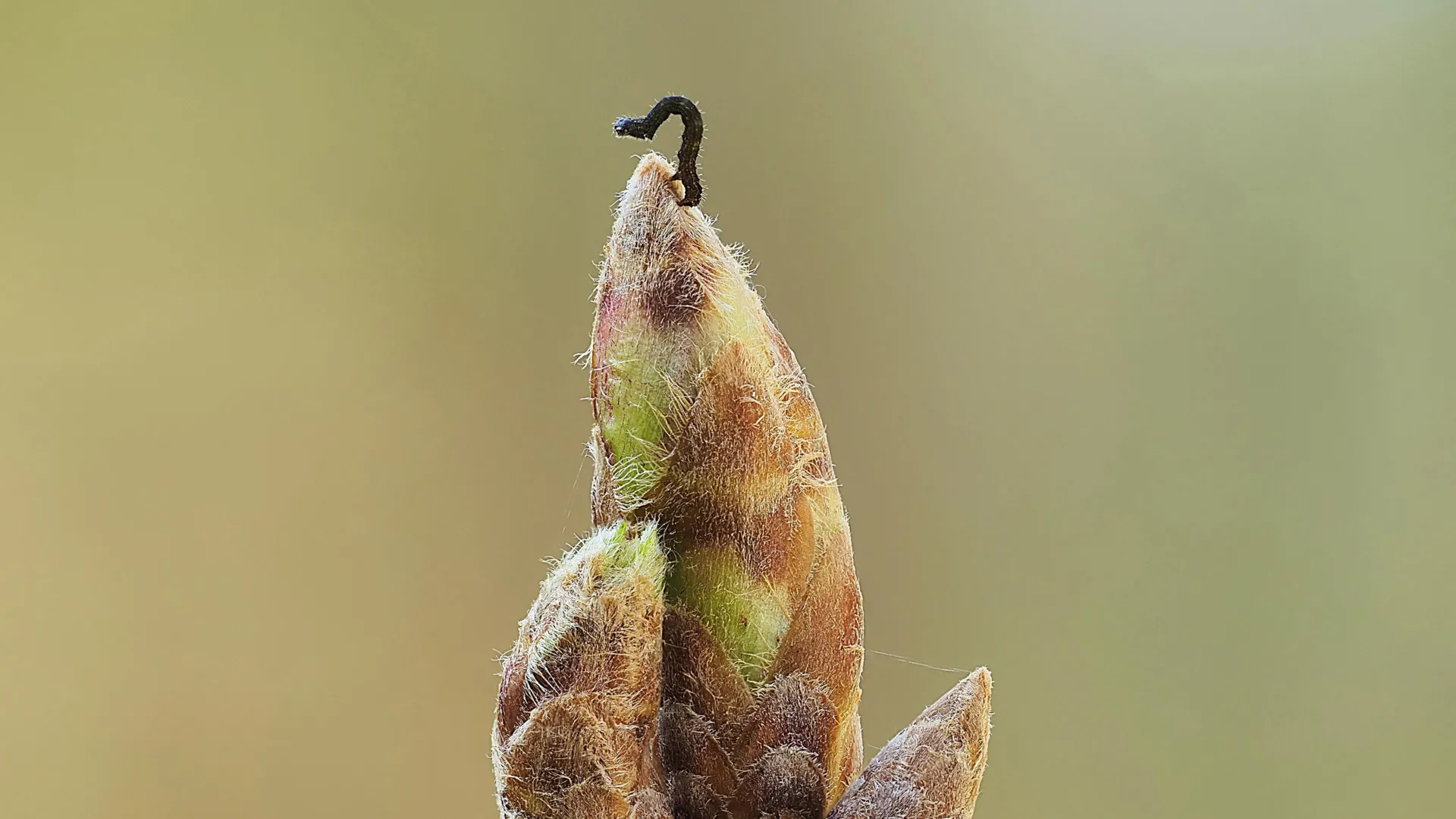 Trees Delay Spring to Starve Caterpillars