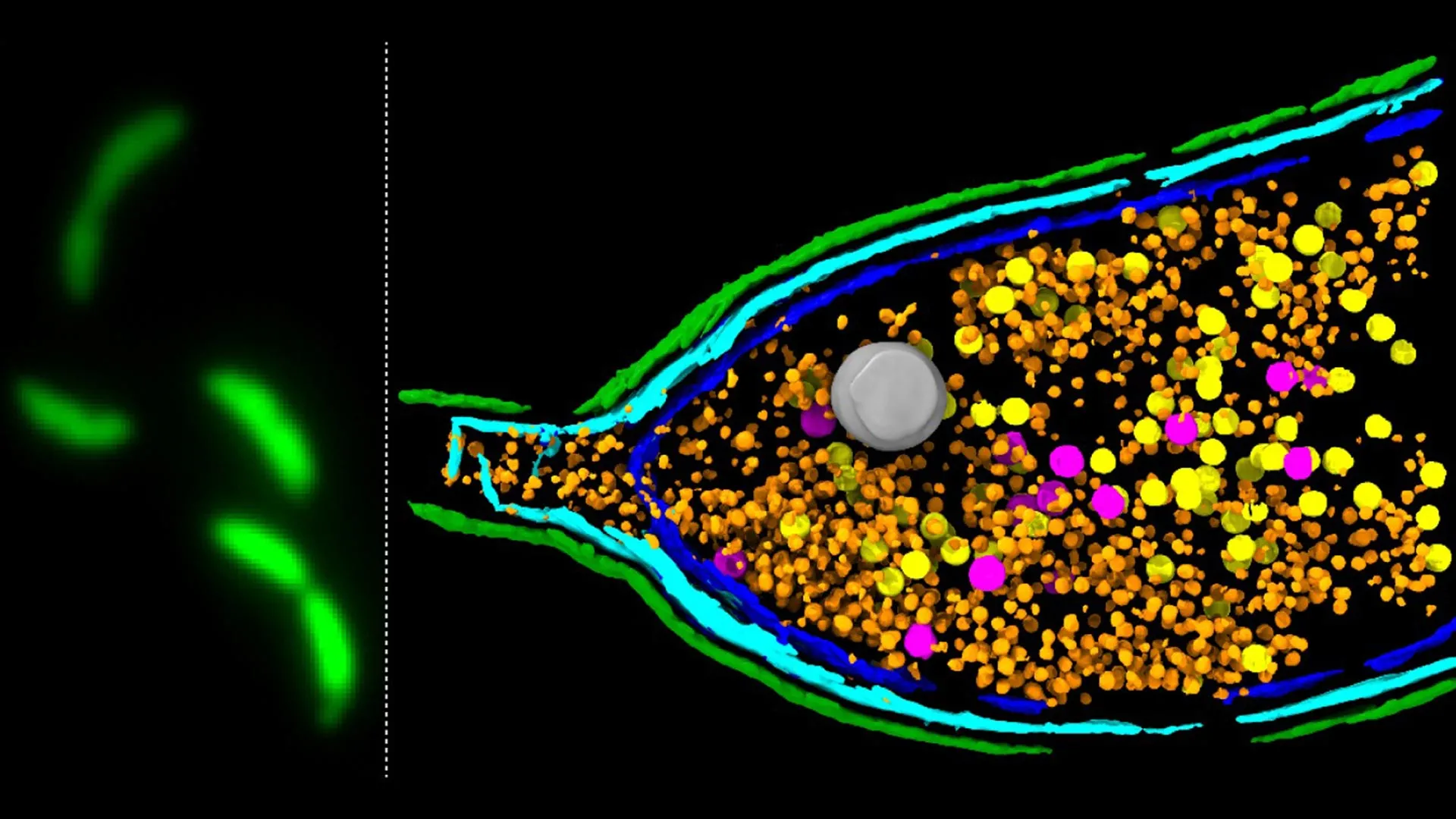 Bacteria Burst to Spread Resistance