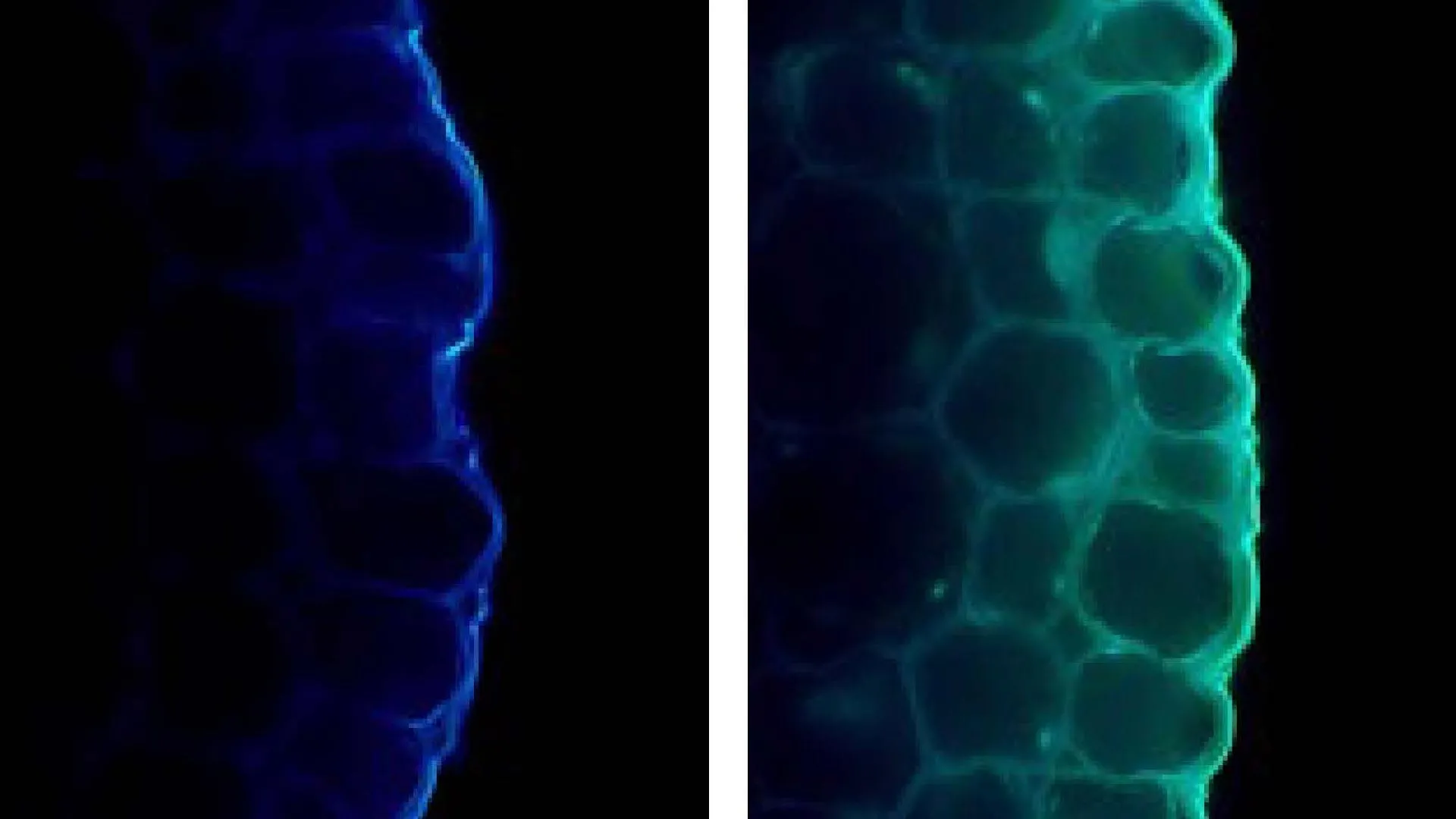 Light Can Slow Plant Growth