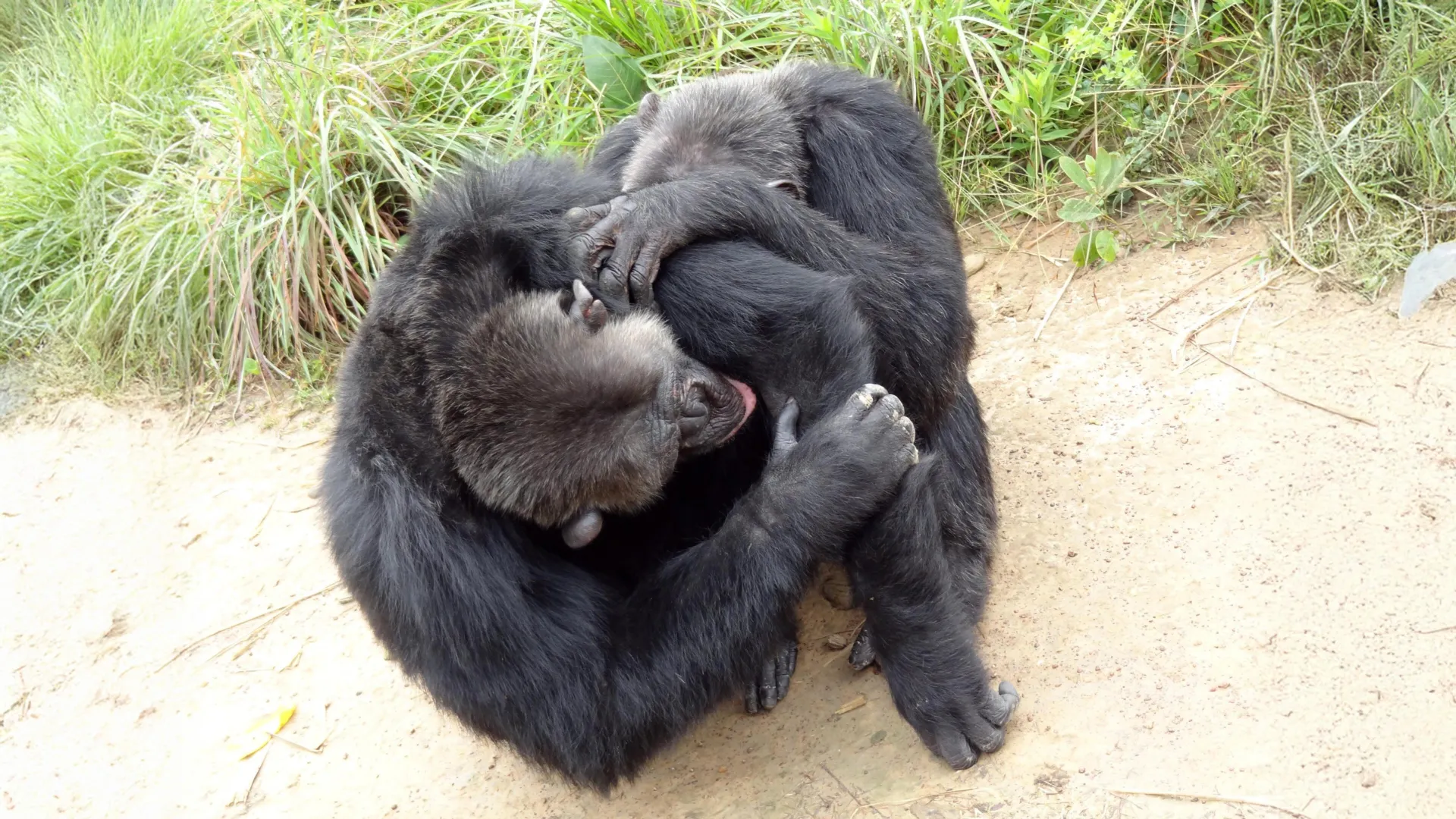Chimpanzees and bonobos have human-like friend circles, study finds