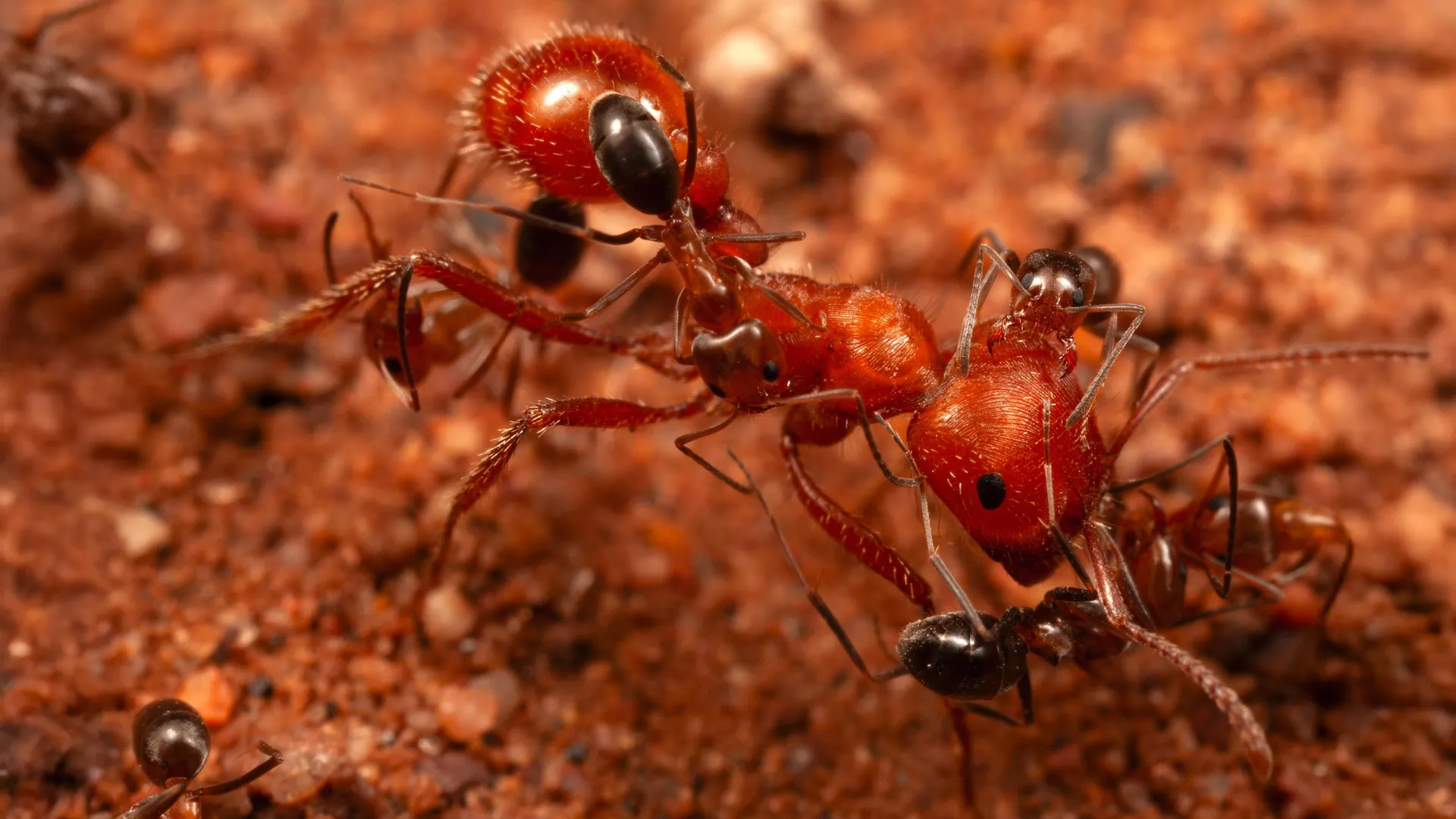 Scientists Discover “Cleaner Ants”