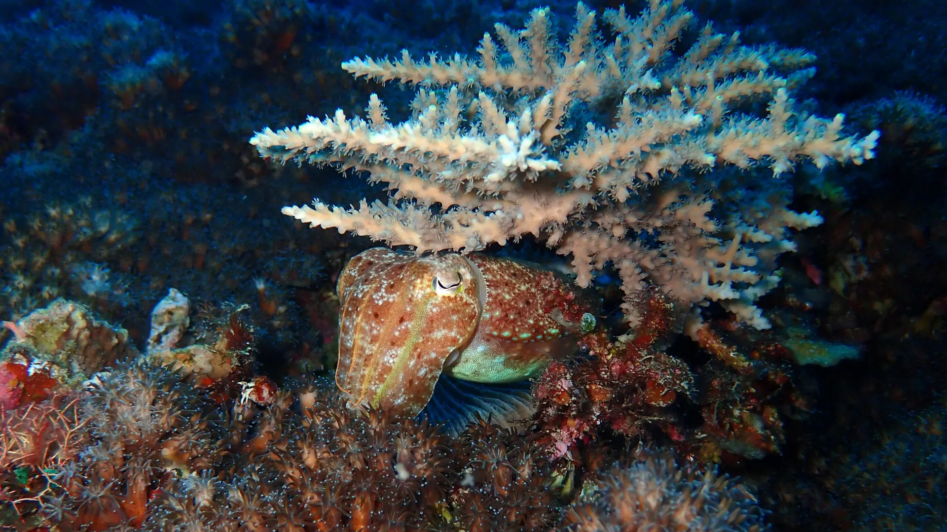 How squid survived Earth’s biggest extinction and took over the oceans