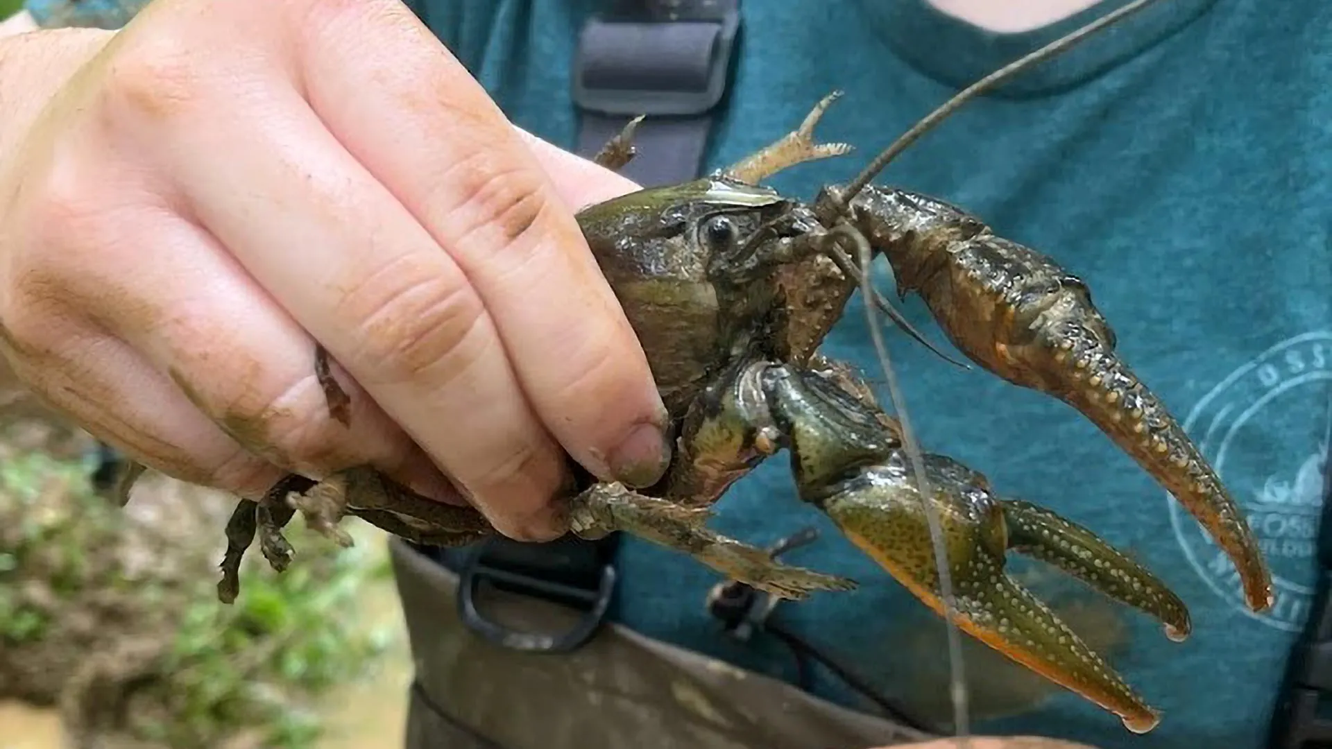 “Crawzilla” was huge. Then scientists found an even bigger crayfish
