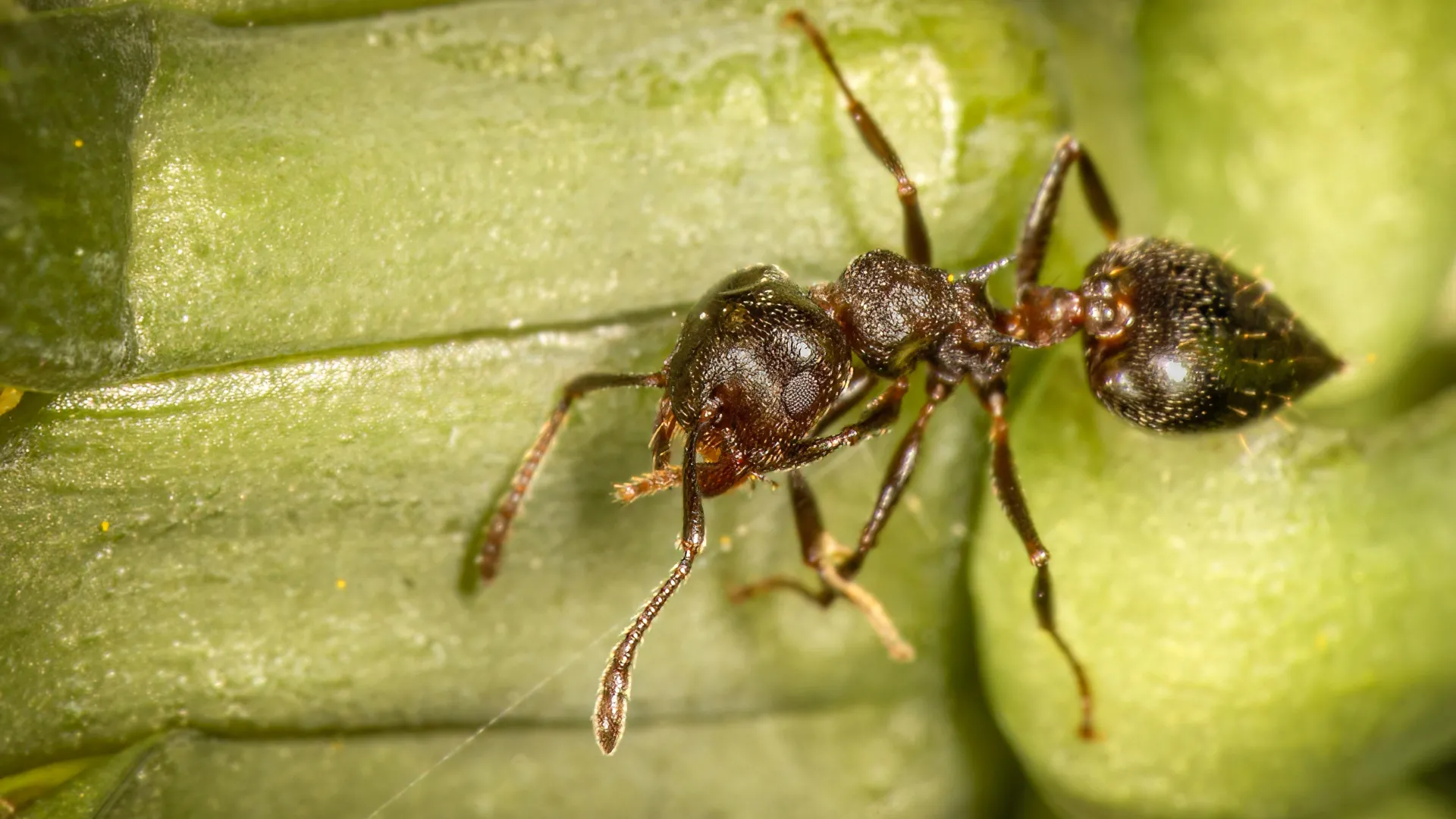Wasps Occupy Ant-Sheltering Plant Stems in Borneo, Researchers Find