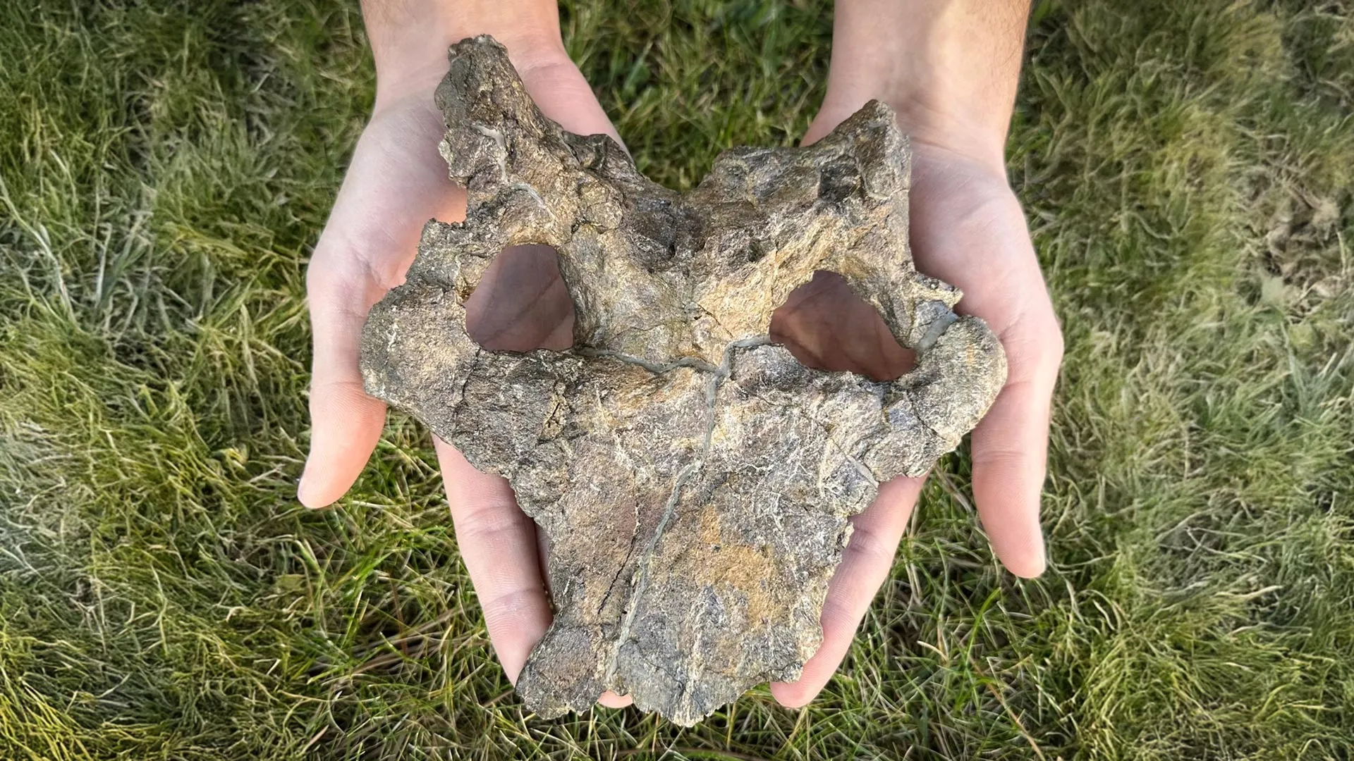 Stunning 150-million-year-old stegosaur skull rewrites dinosaur evolution