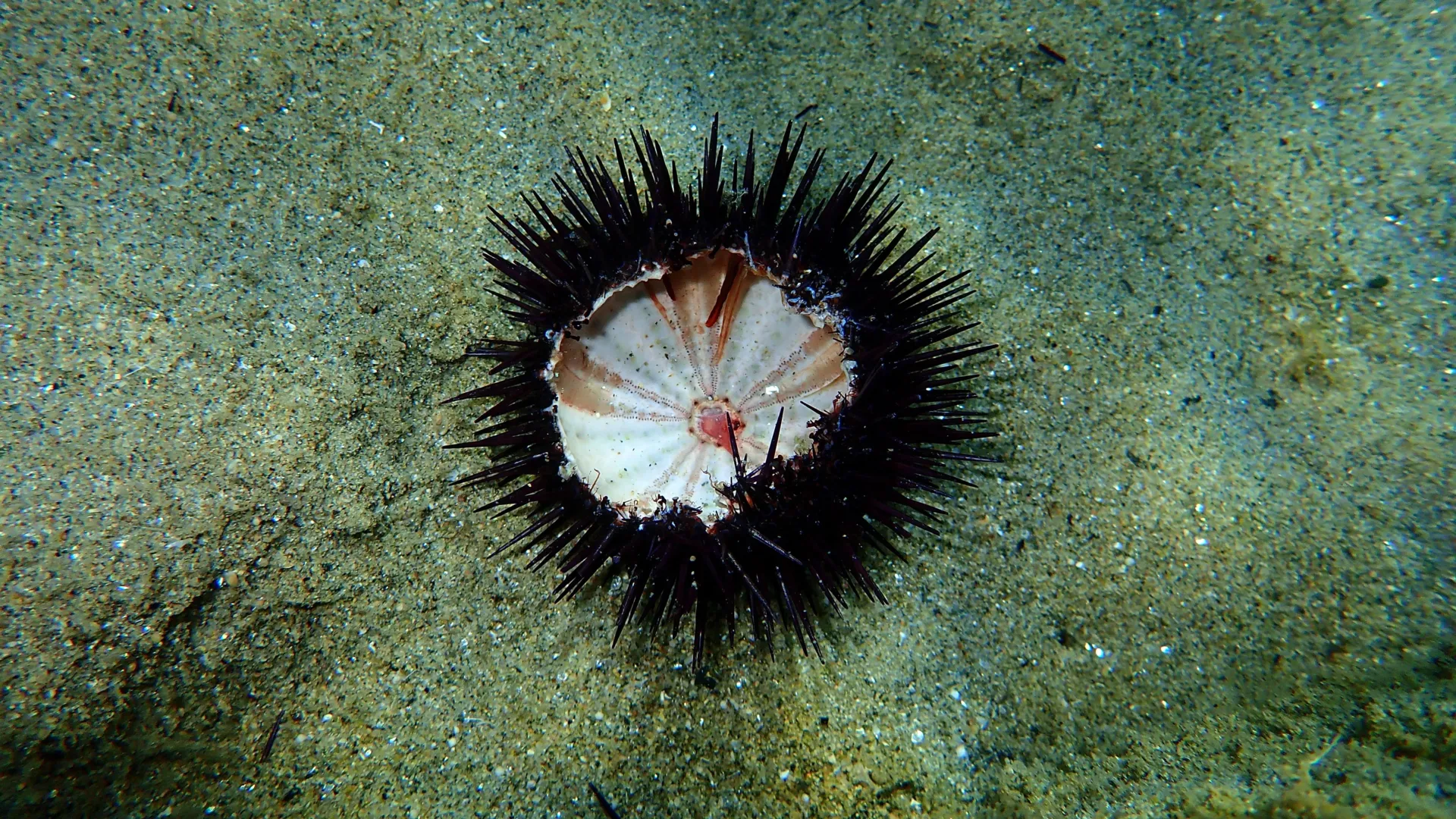 Ocean Pandemic Is Wiping Out Sea Urchins