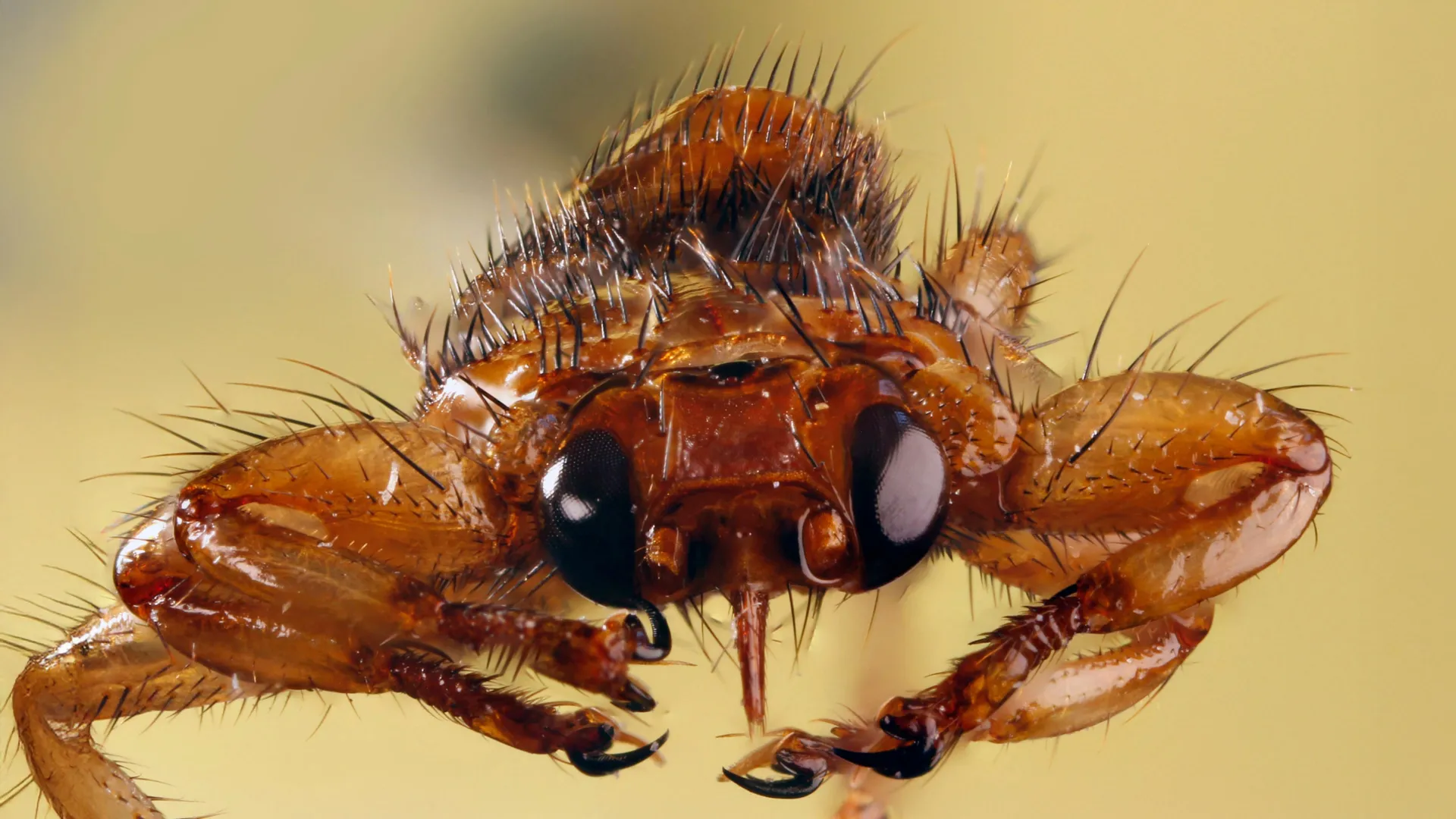 Parasitic Fly Sacrifices Its Sight