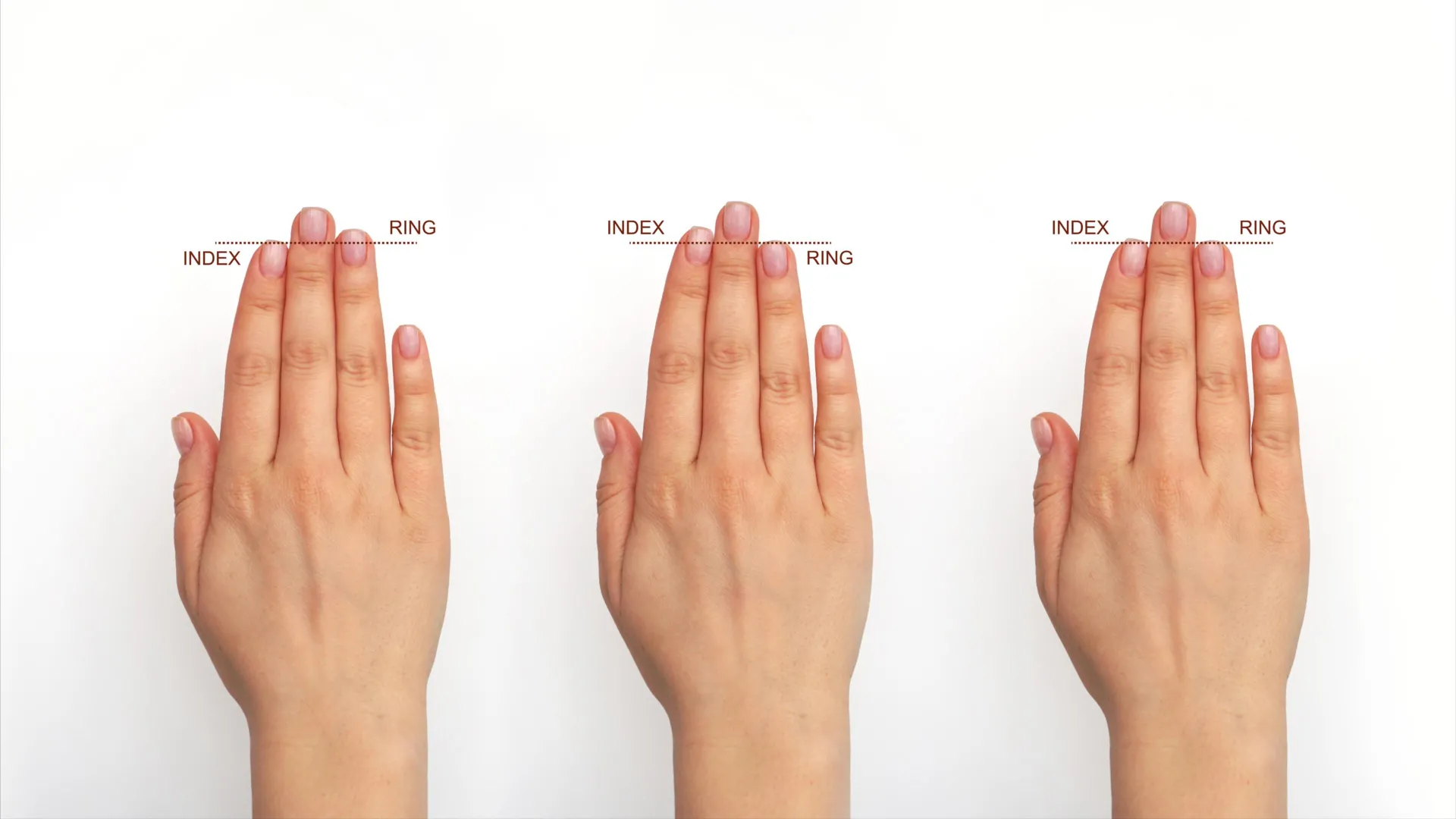 A Secret of Brain Evolution in Your Hands