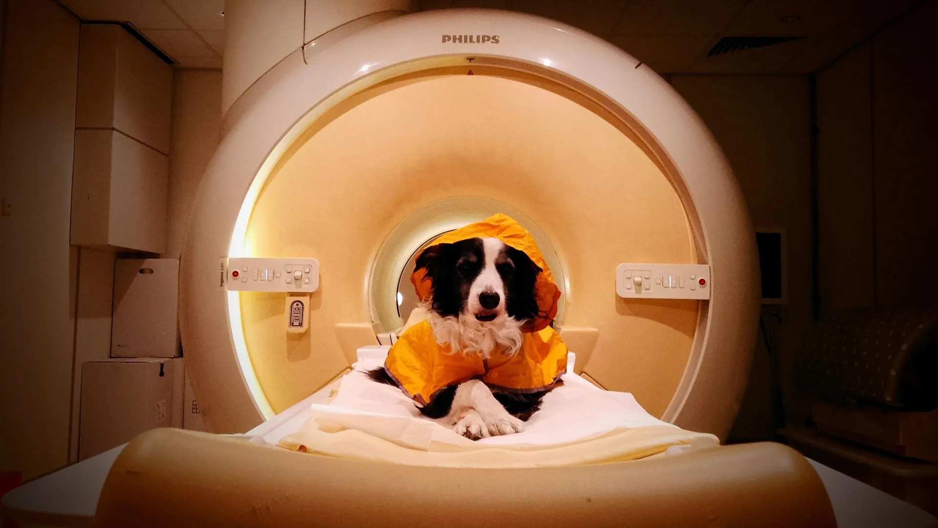 Dogs Can Tell Fear From Sadness