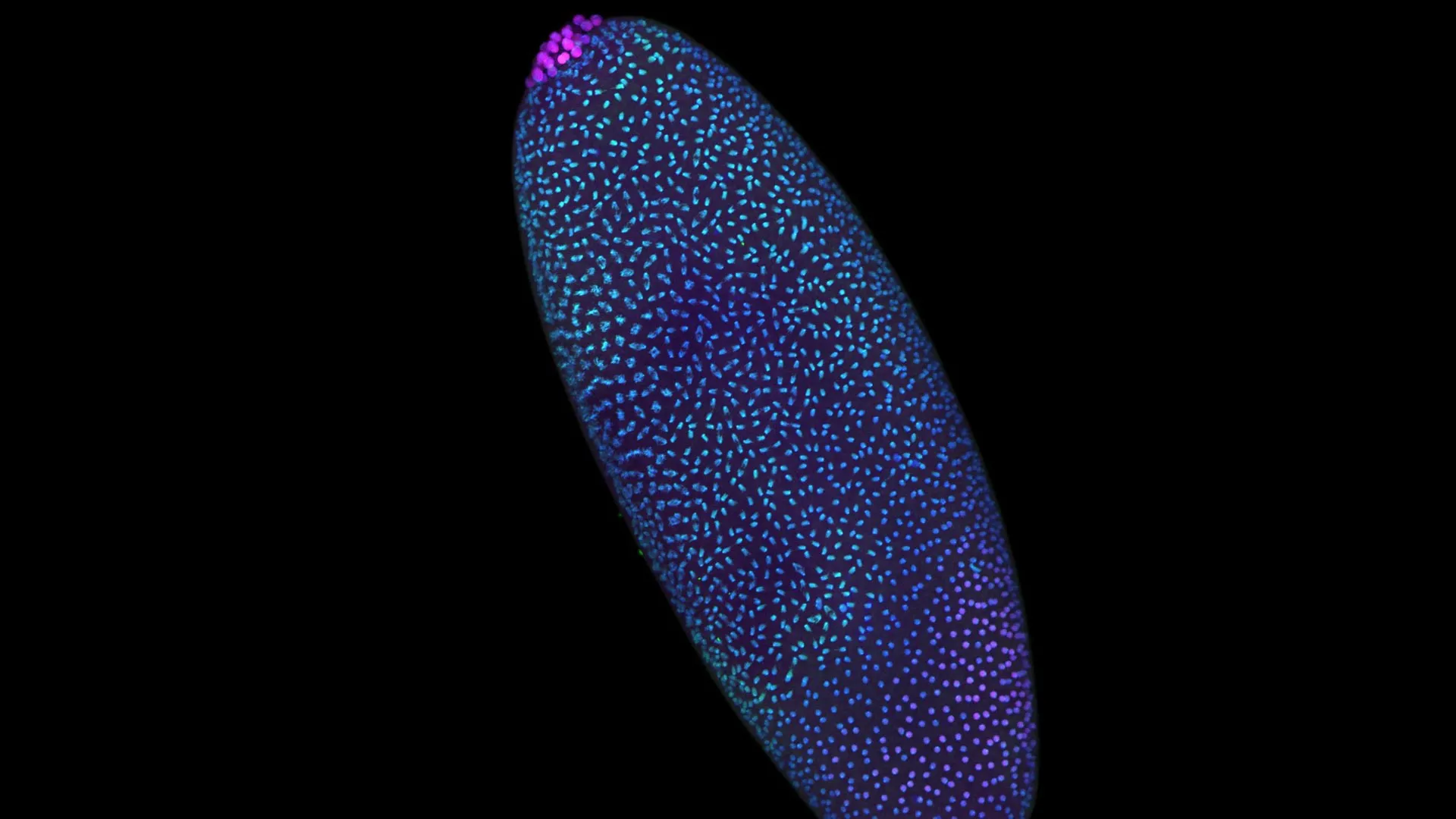 DNA Is Structured Before Life “Switches On”