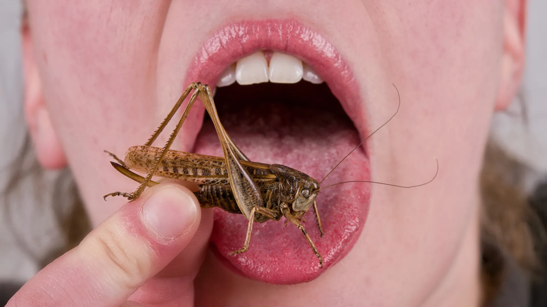 Why We Dislike Eating Bugs: A 9,000-Year-Old Habit
