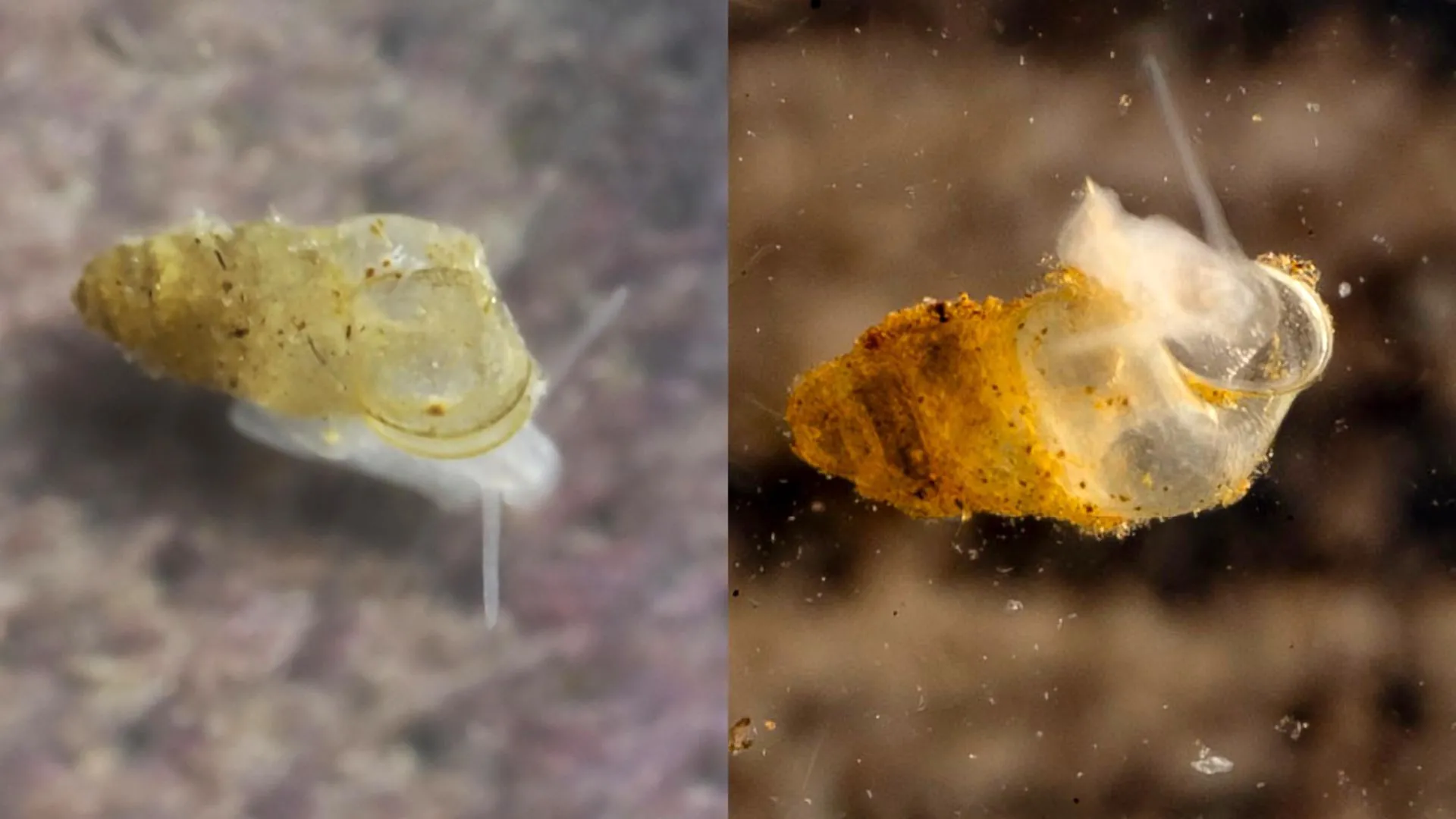 Scientists discover eyeless creature in Chinese cave Scientists discover eyeless creature in Chinese cave