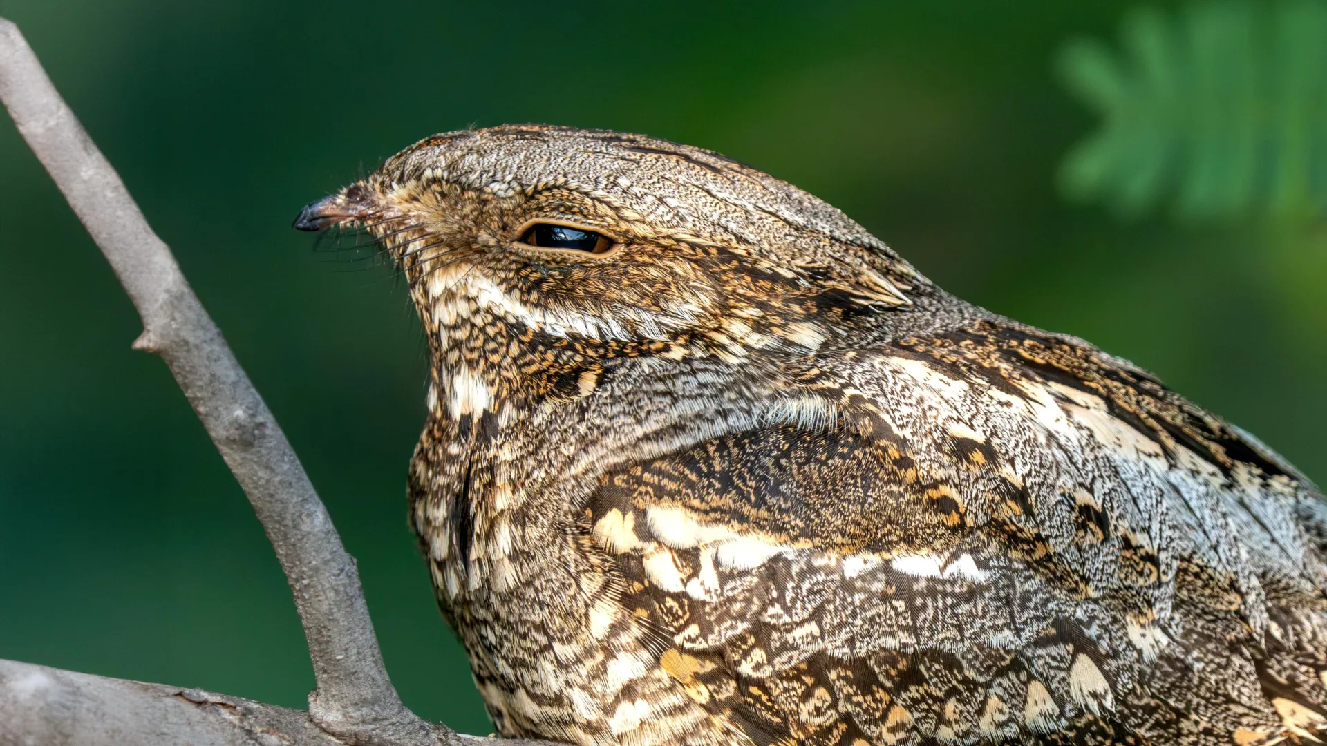 Nightjar Wings Reveal a Trade-Off