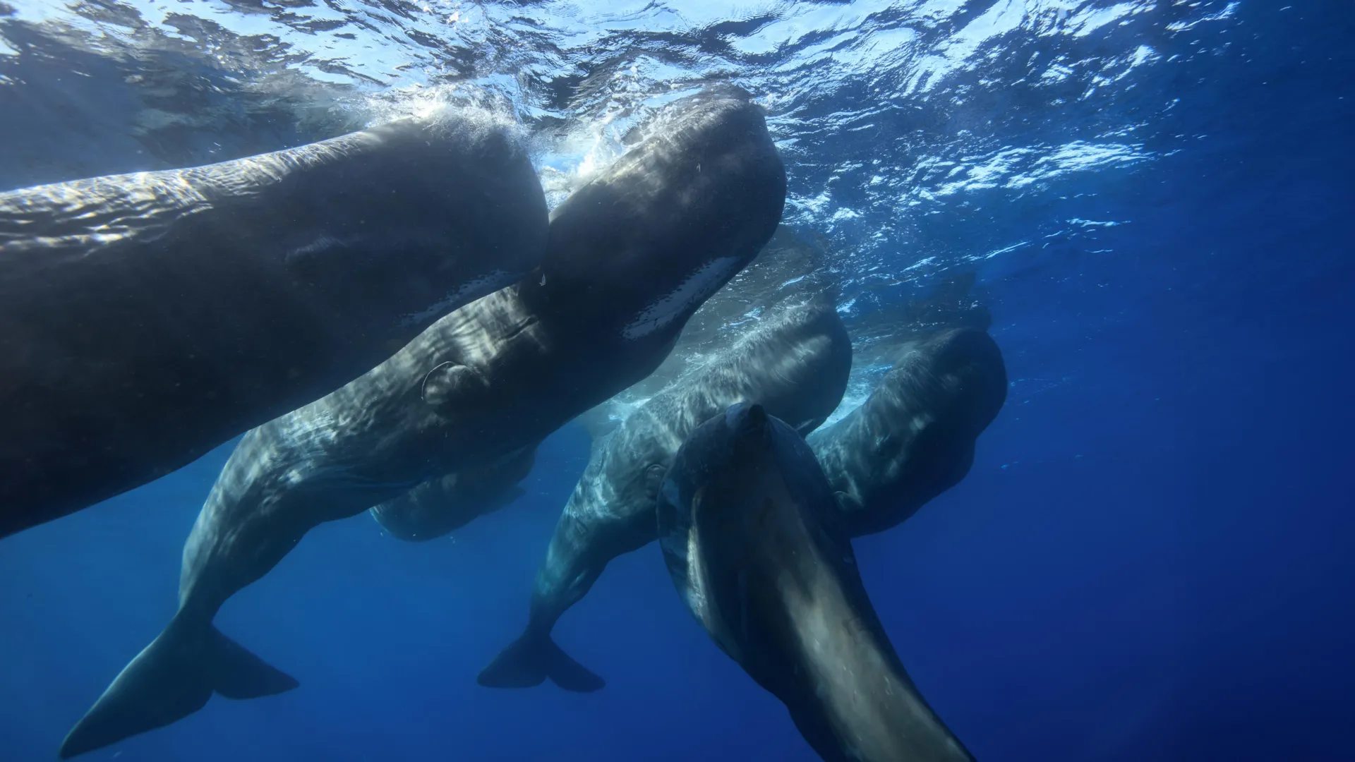 Sperm Whales Caught Headbutting Each Other
