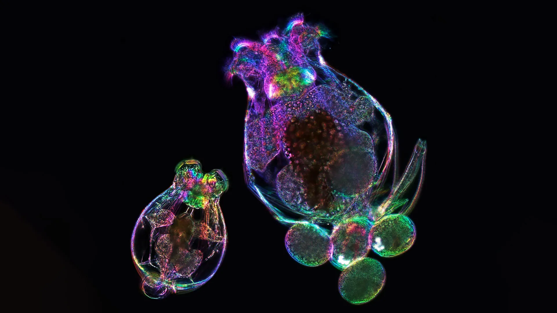 A Mother’s Age Leaves a Cellular Echo