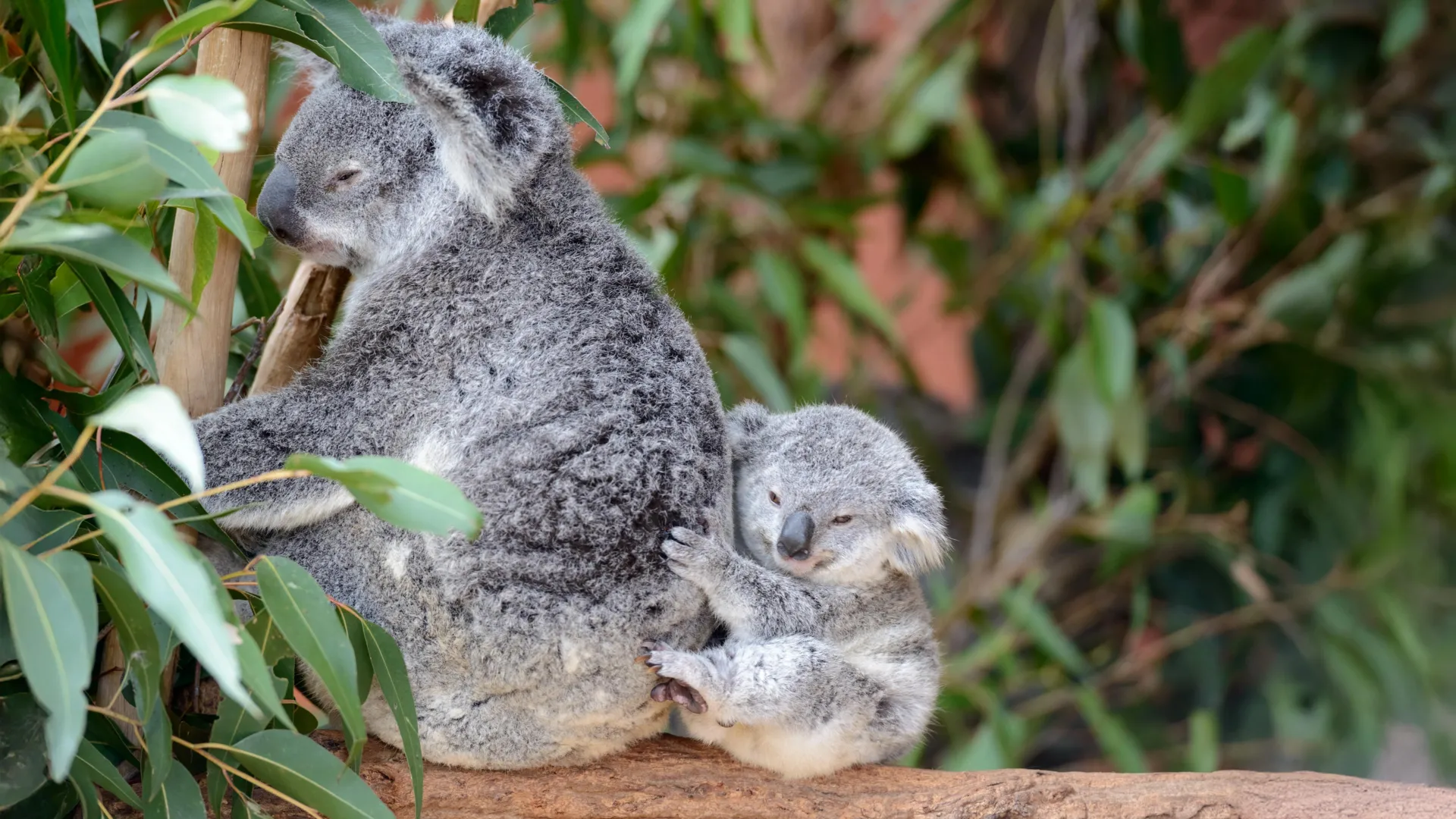 Koalas Survive Devastating Population Crash